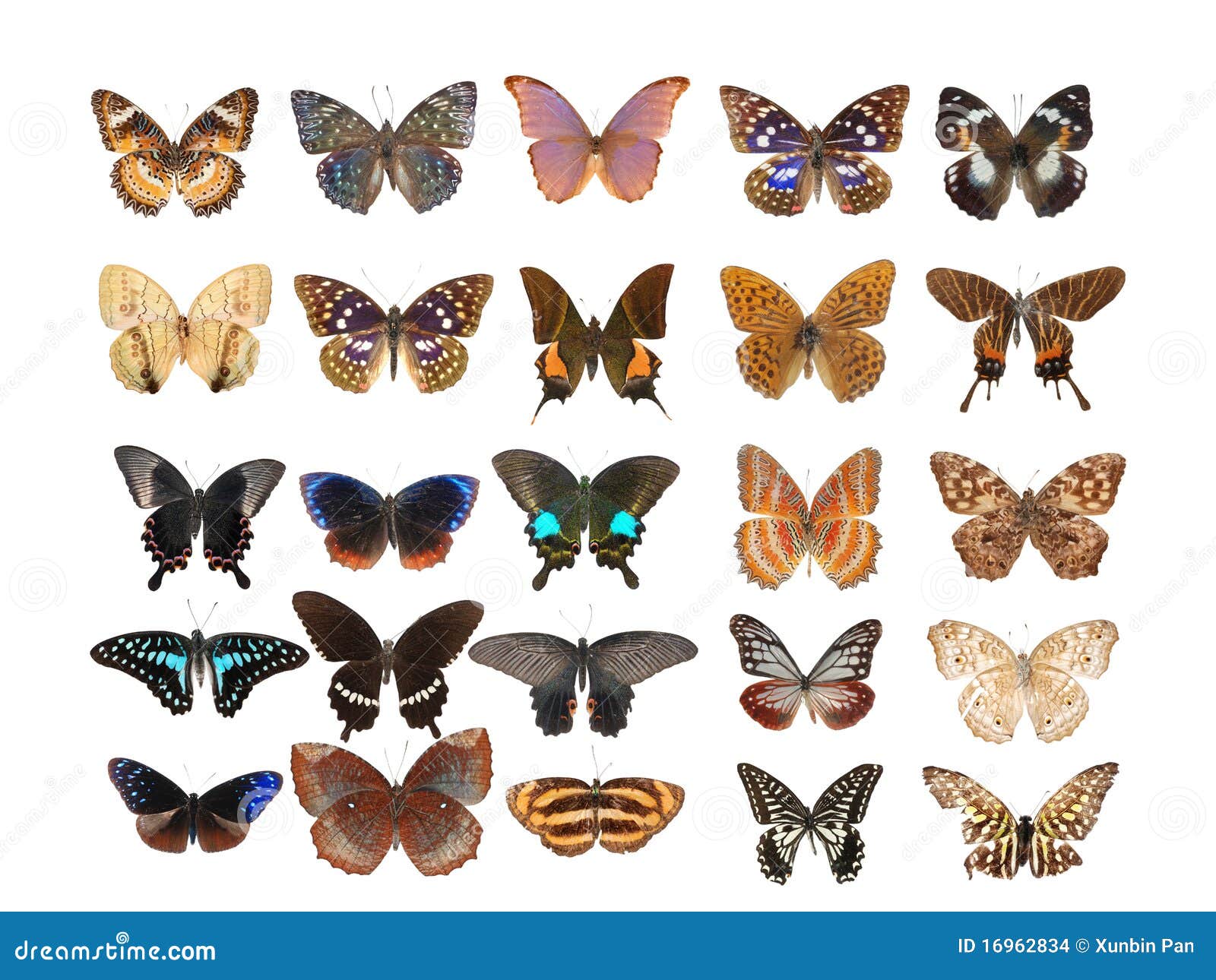 Butterfly set collection stock photo. Image of colorful 16962834