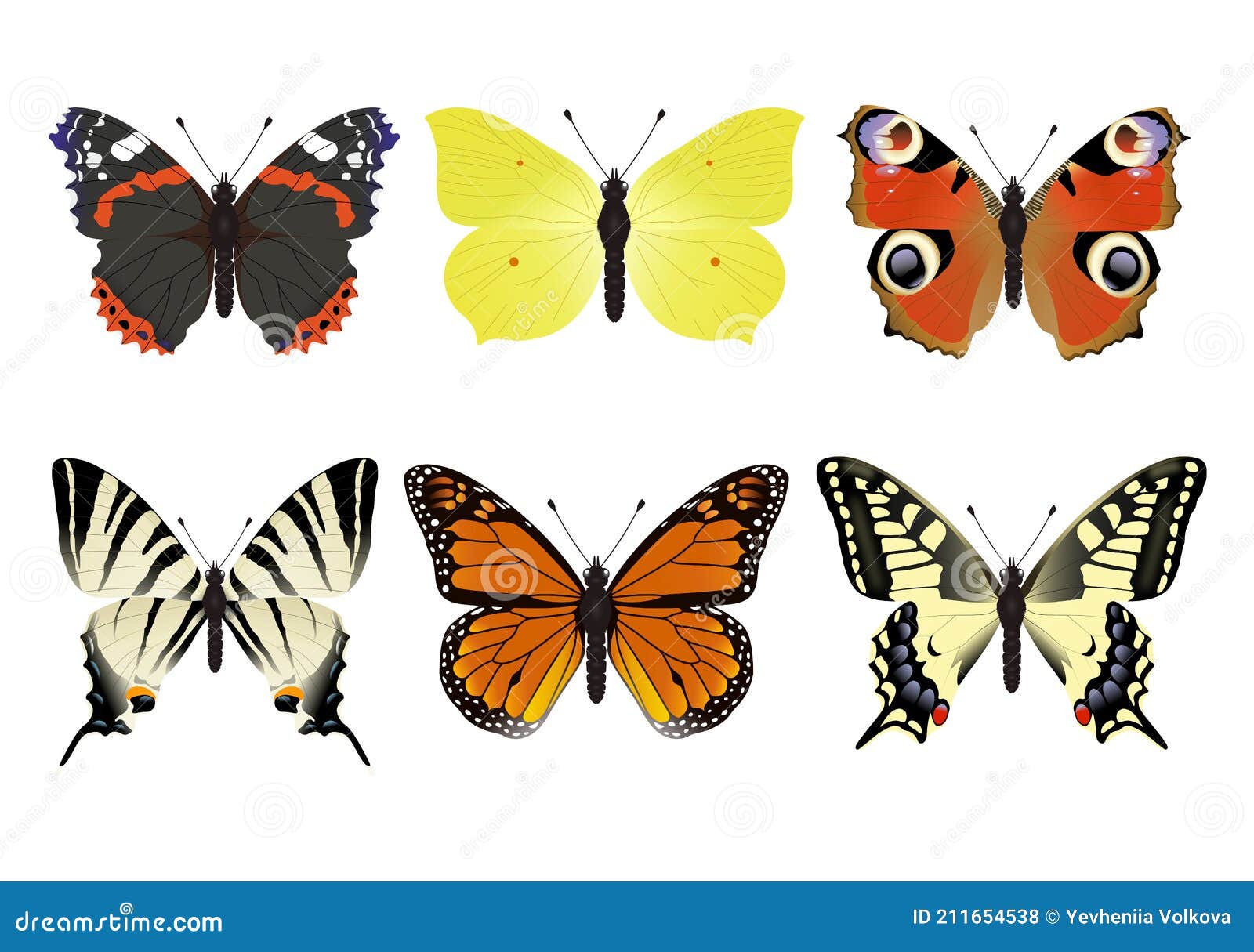 Download Butterfly Set Butterfly Collection Stock Vector Illustration Of Insects Nymphalidae 211654538