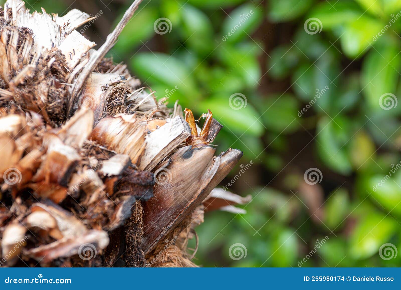 butterfly shell native to argentina called paysandisia archon devouring palm trees left abandoned after taking flight