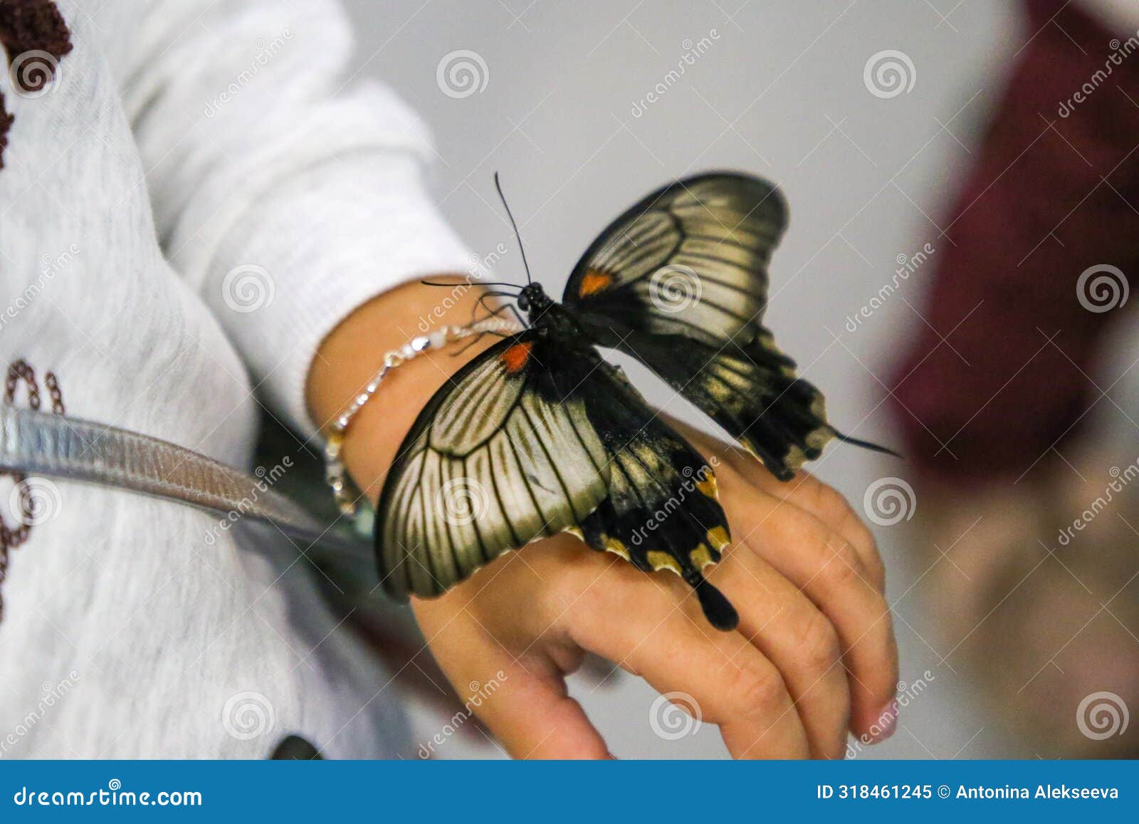 butterfly siting on hands. fragile papilio lowii butterfly with open wings in butterfly& x27;s park, beauty close-up