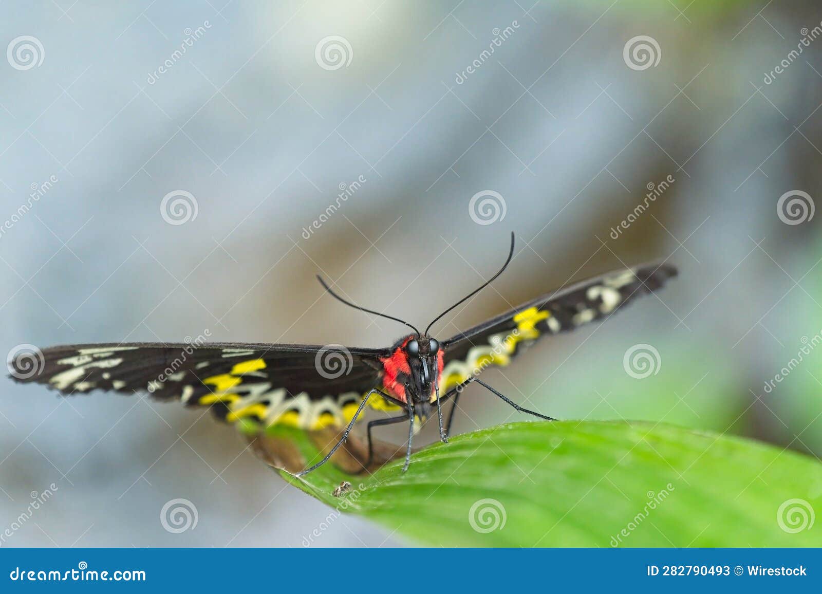 A Butterfly Sitting on a Leaf on the Ground Next To Water Stock Image
