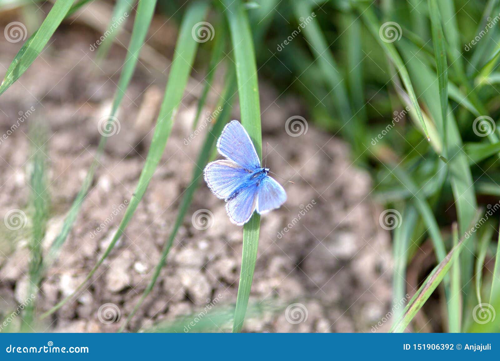 Butterfly Sky Blue Polyommatus Bellargus Stock Photo Image of meadow