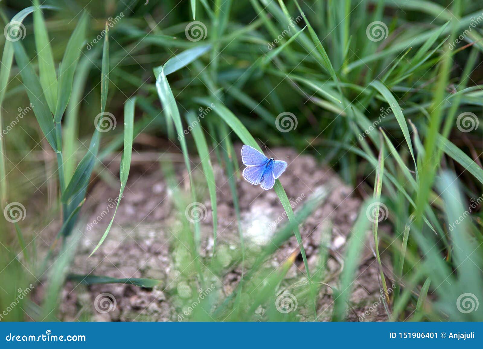 Polyommatus Bellargus, Adonis Blue, Is A Butterfly In The Family