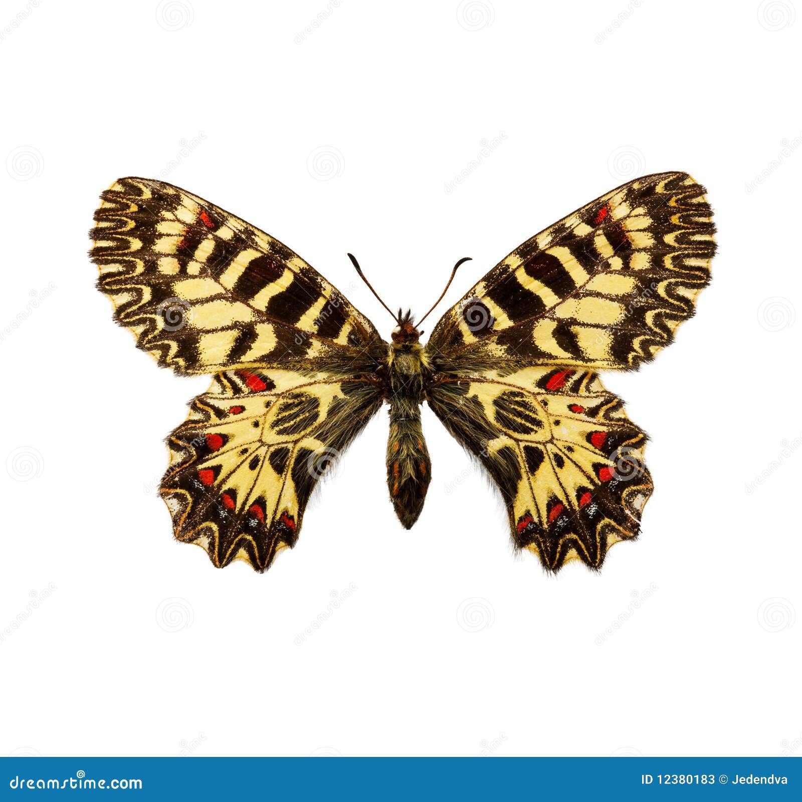 Butterfly Southern Festoon Stock Image Image of macro, night 12380183