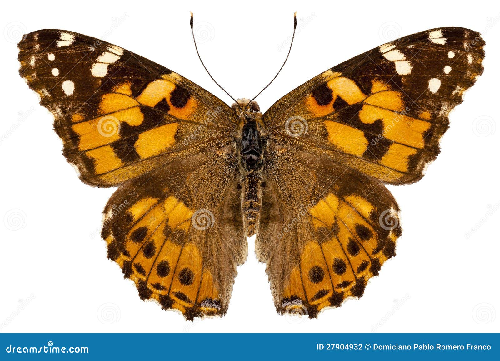 Butterfly Species Vanessa Cardui Stock Photo Image of striped