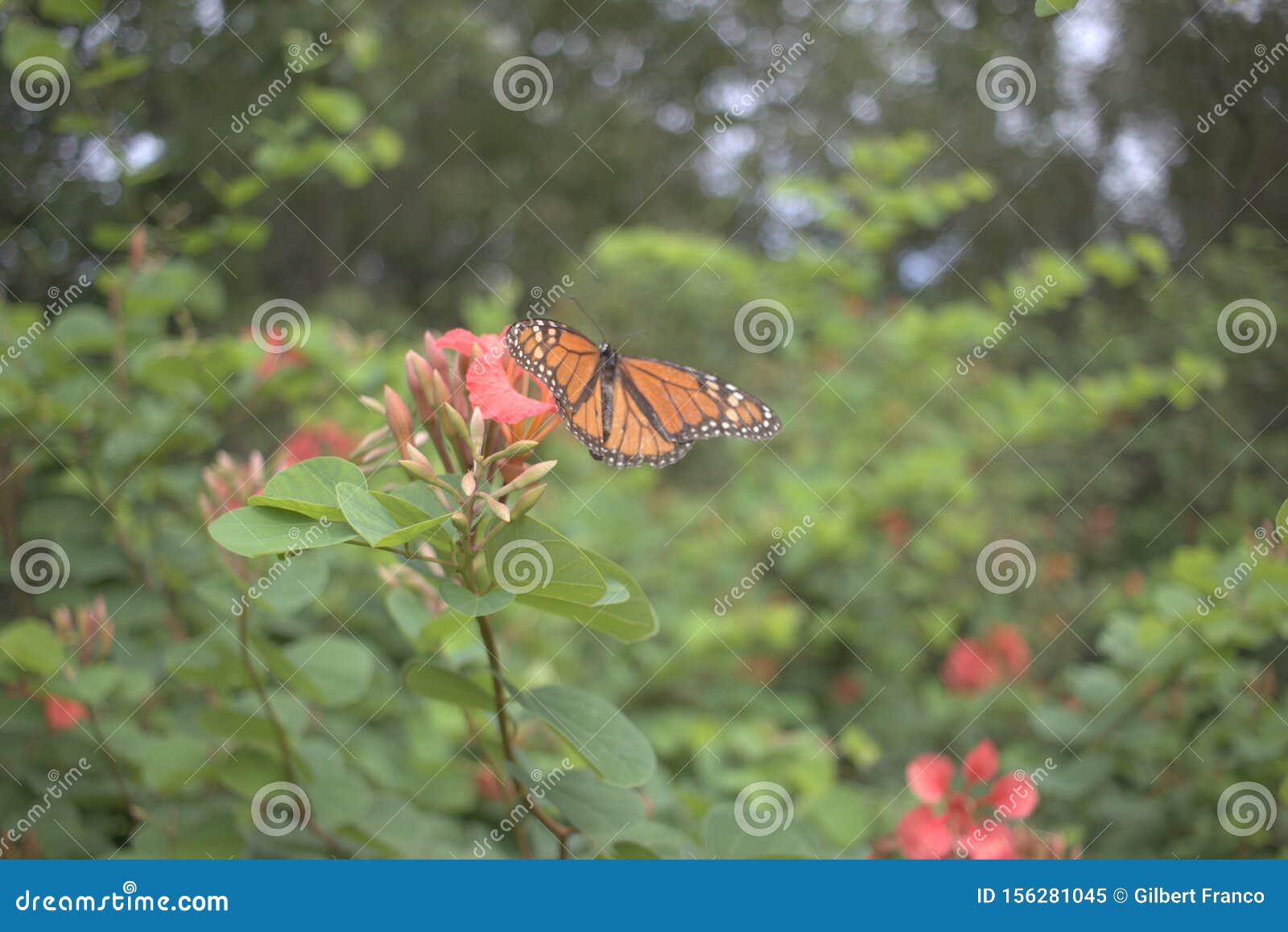 A Butterfly Spreading Its Wings In Mead Botanical Garden Stock