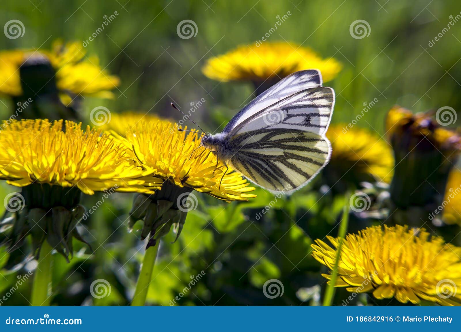 A Butterfly in Spring Seasons Stock Photo Image of entomology