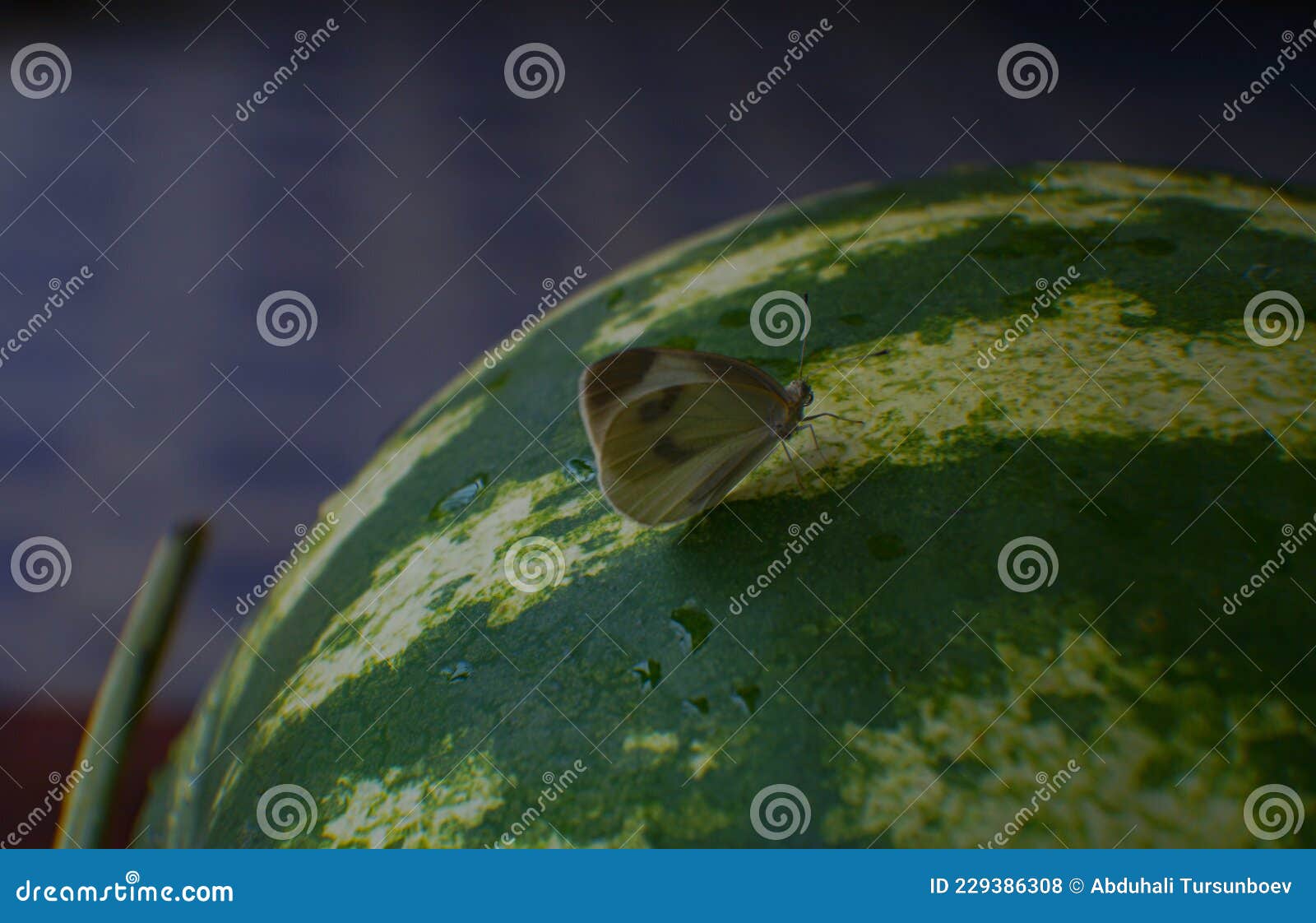 A Butterfly Standing on a Watermelon Stock Photo Image of butterfly, watermelon 229386308