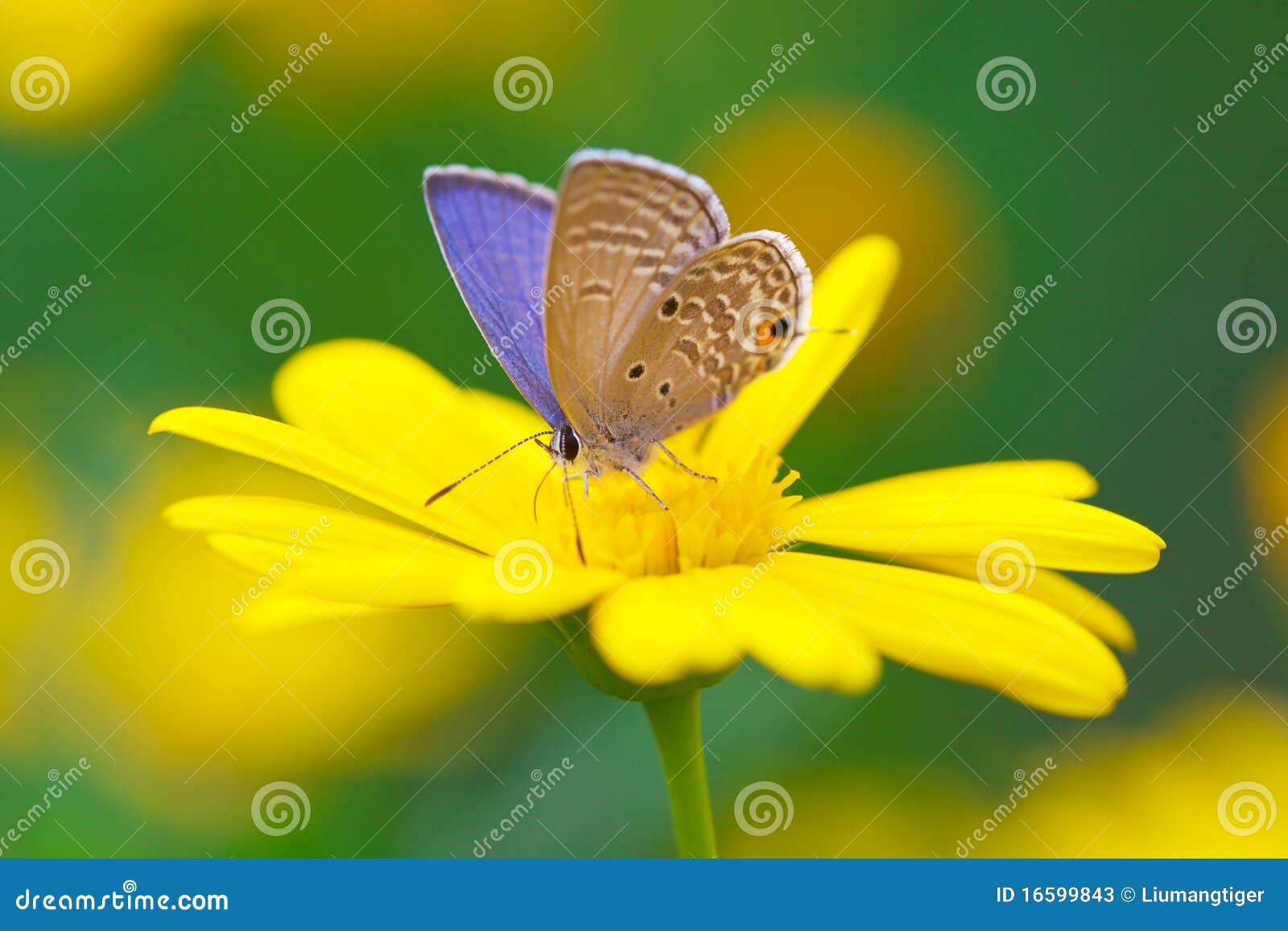 Butterfly sucking honey stock image. Image of butterfly 16599843