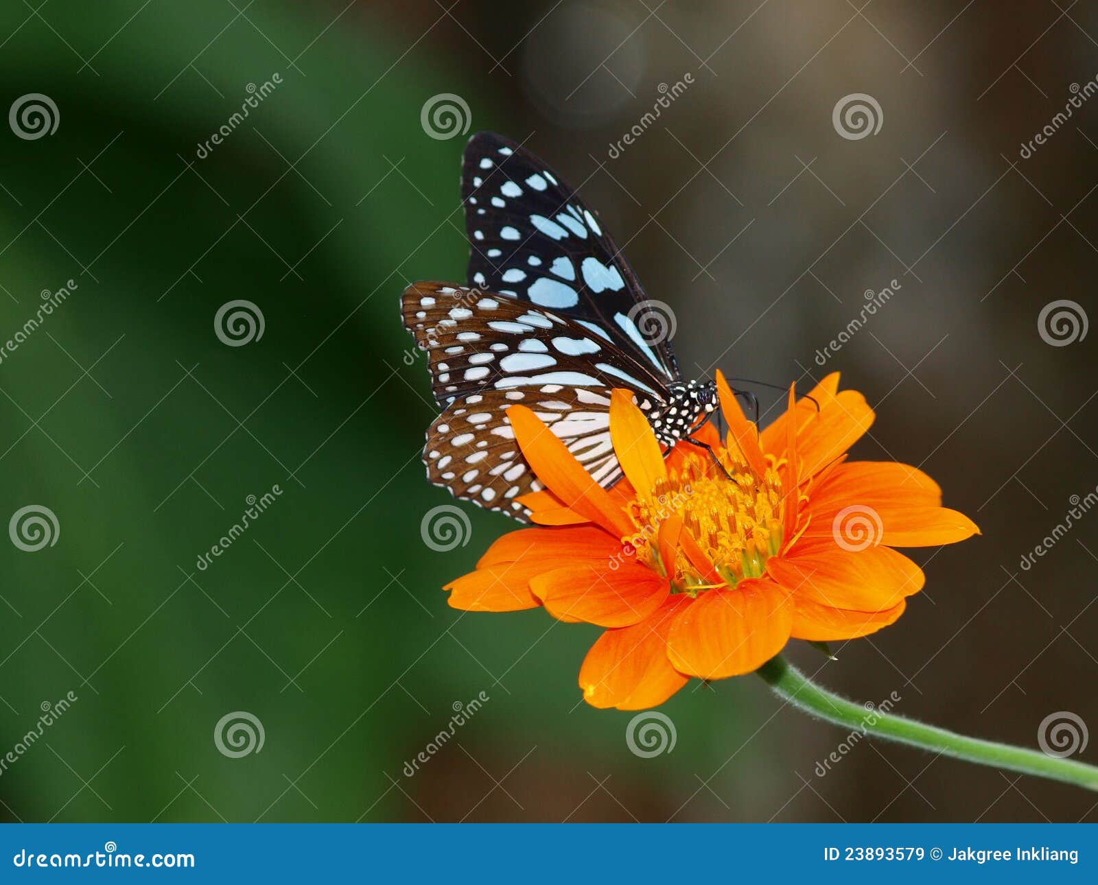 Butterfly and Sunflower stock image. Image of pretty 23893579