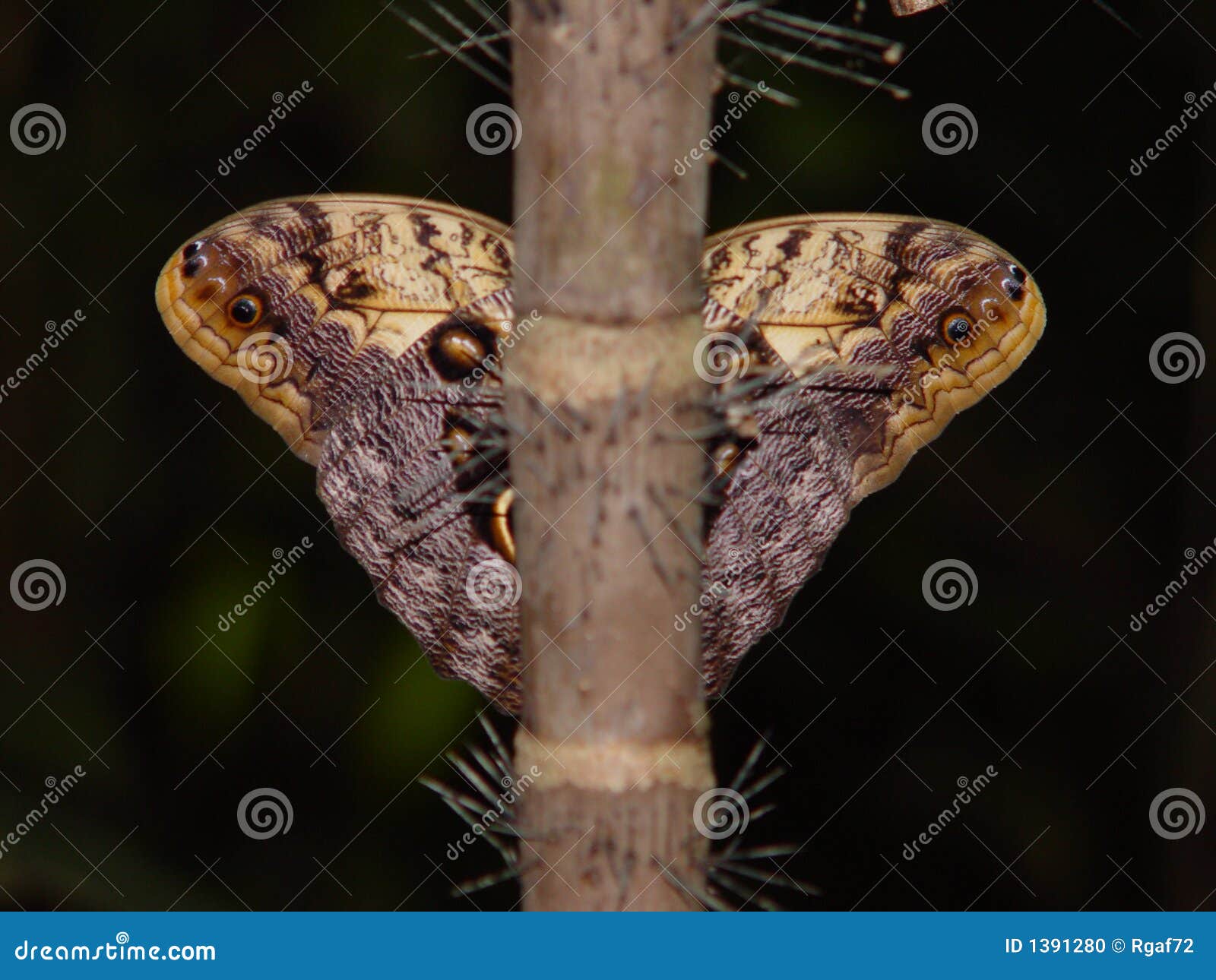 Butterfly symmetry stock photo. Image of travel, symmetry - 1391280