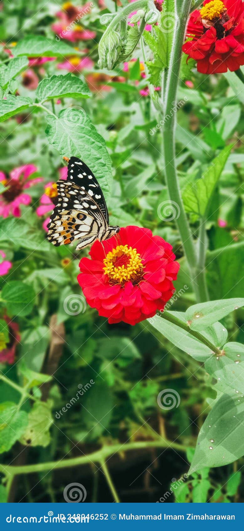 A Butterfly is Taking Flower Essence on a Zinnia Elegans Stock Photo