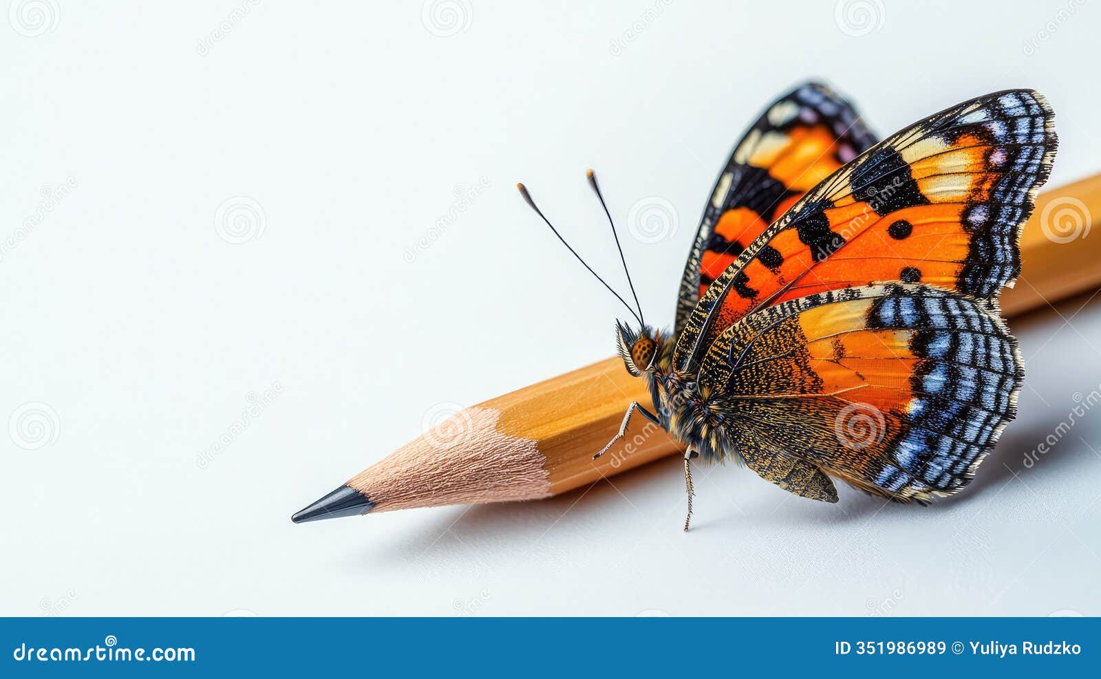 butterfly on the tip of a pencil with light background