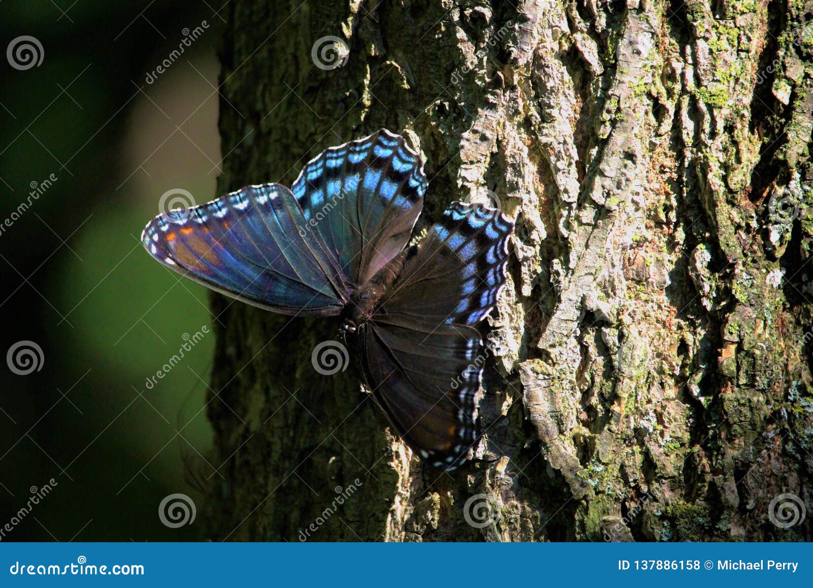 Blue butterfly stock photo. Image of park, blue, tree 137886158