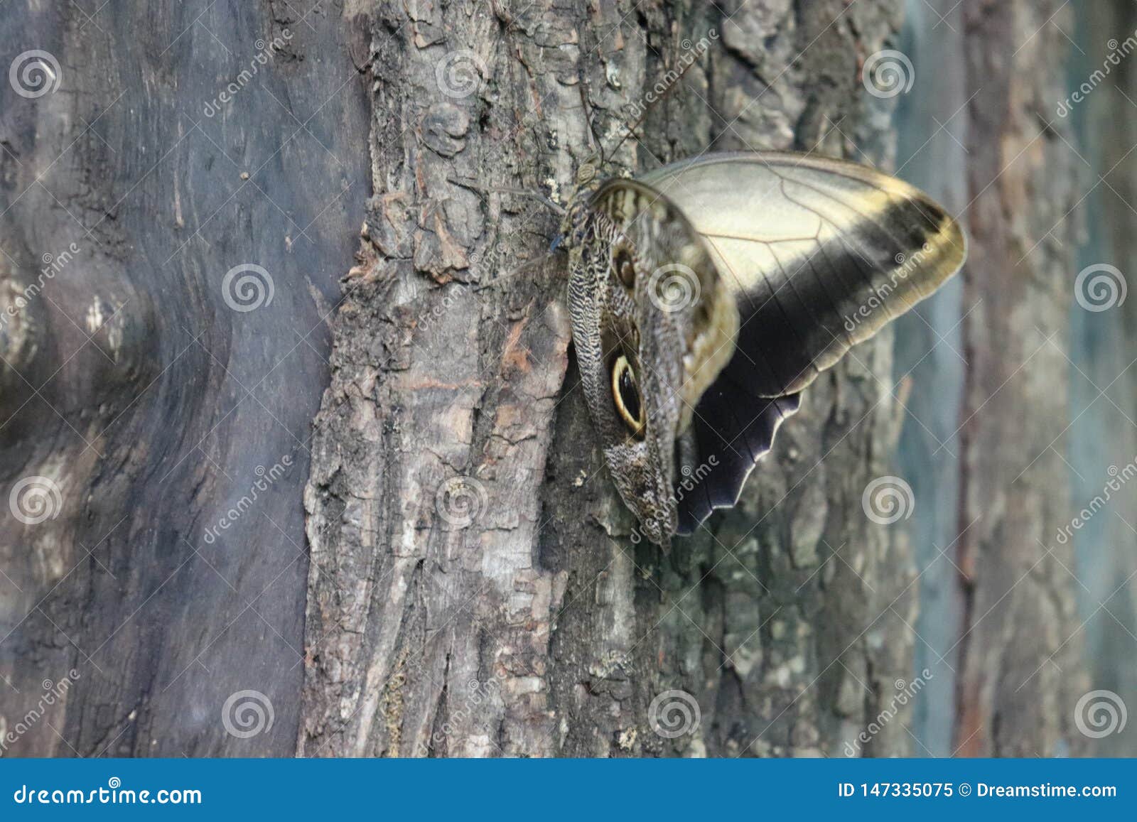 Butterfly on tree stock image. Image of grey, tree, insect - 147335075
