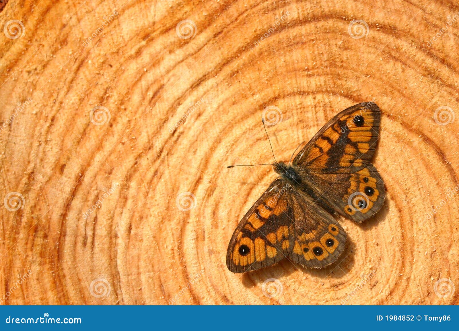 Trunk Butterfly Stock Illustrations – 904 Trunk Butterfly Stock  Illustrations, Vectors & Clipart - Dreamstime
