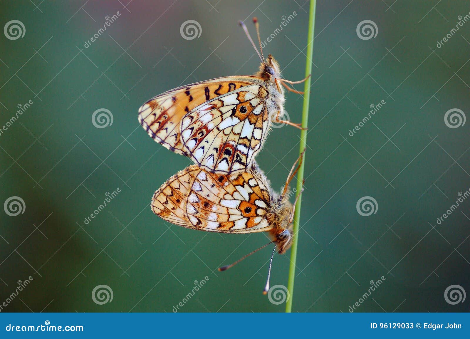Butterfly two one stock image. Image of tibia, meadows 96129033