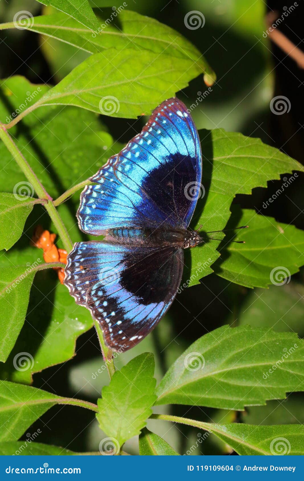 Butterfly   Ulysses Butterfly   Papilio Ulysses Stock Photo ...