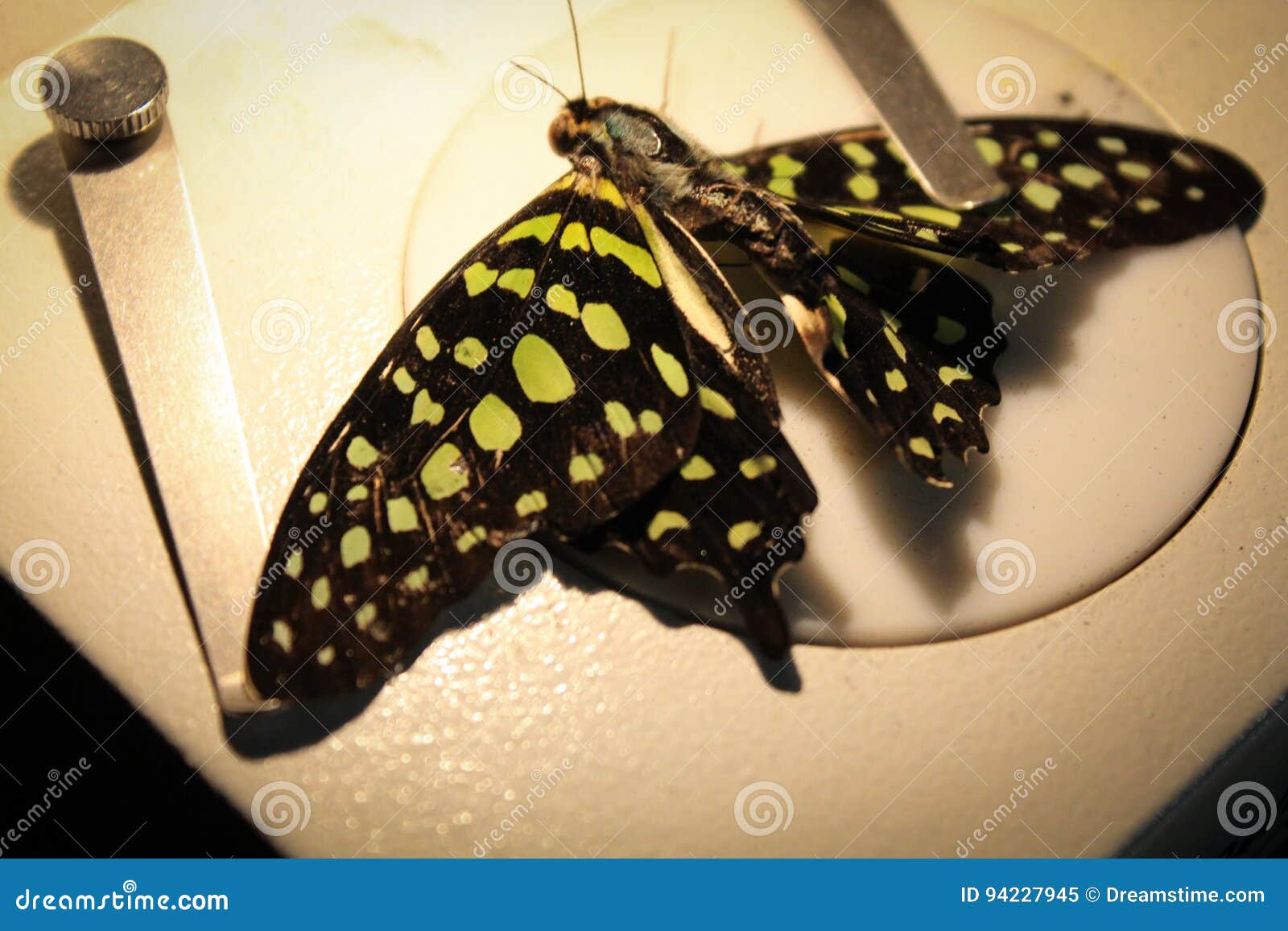 Butterfly Under the Microscope Stock Image Image of technology, black
