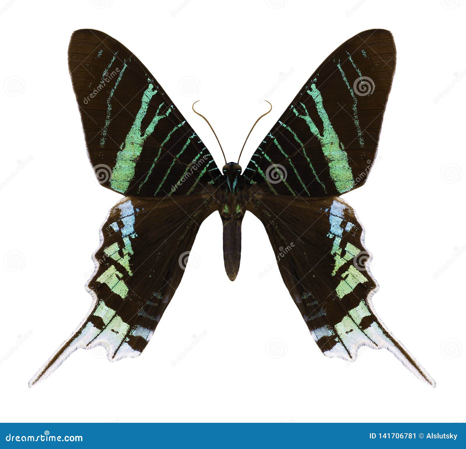 butterfly urania leilus