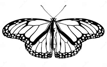 Realistic Black and White Vector Butterfly Insect Graphic Illustration ...