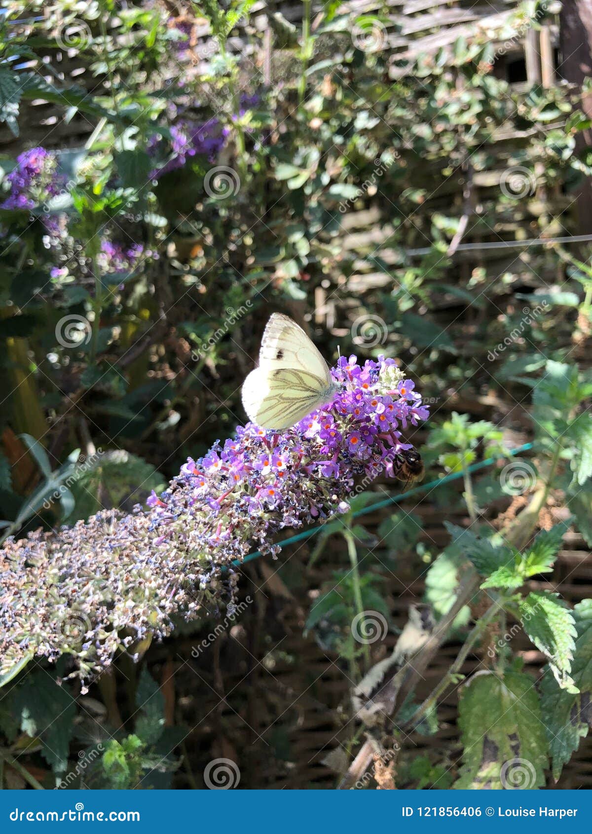 Butterfly vs bee stock photo. Image of flower, butterfly 121856406