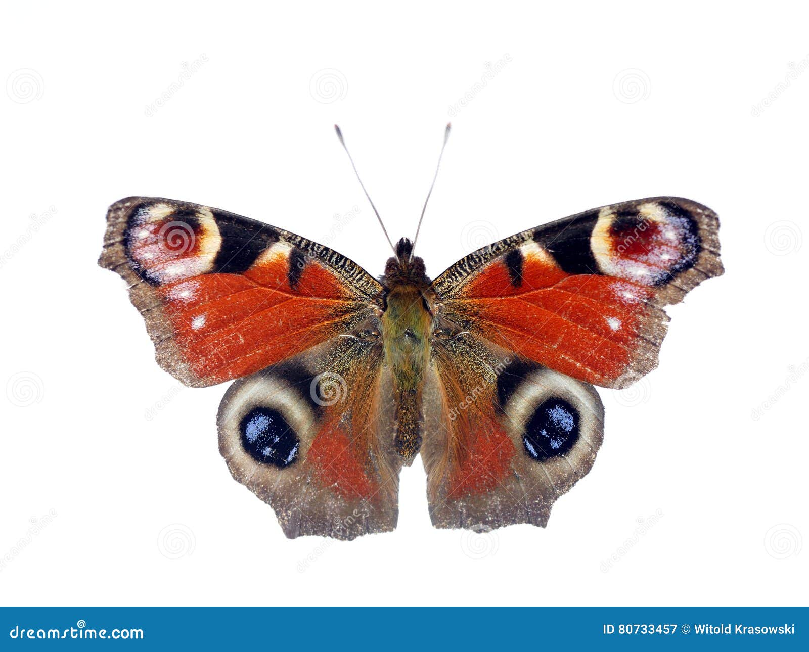 Butterfly on White Background Stock Image - Image of nature, insect ...