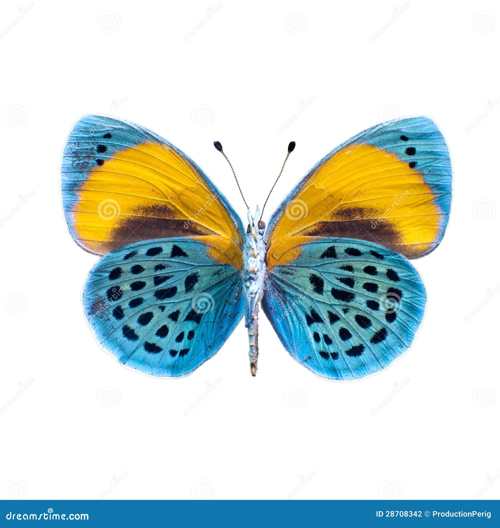 Butterfly on a White Background in High Definition Stock Photo Image