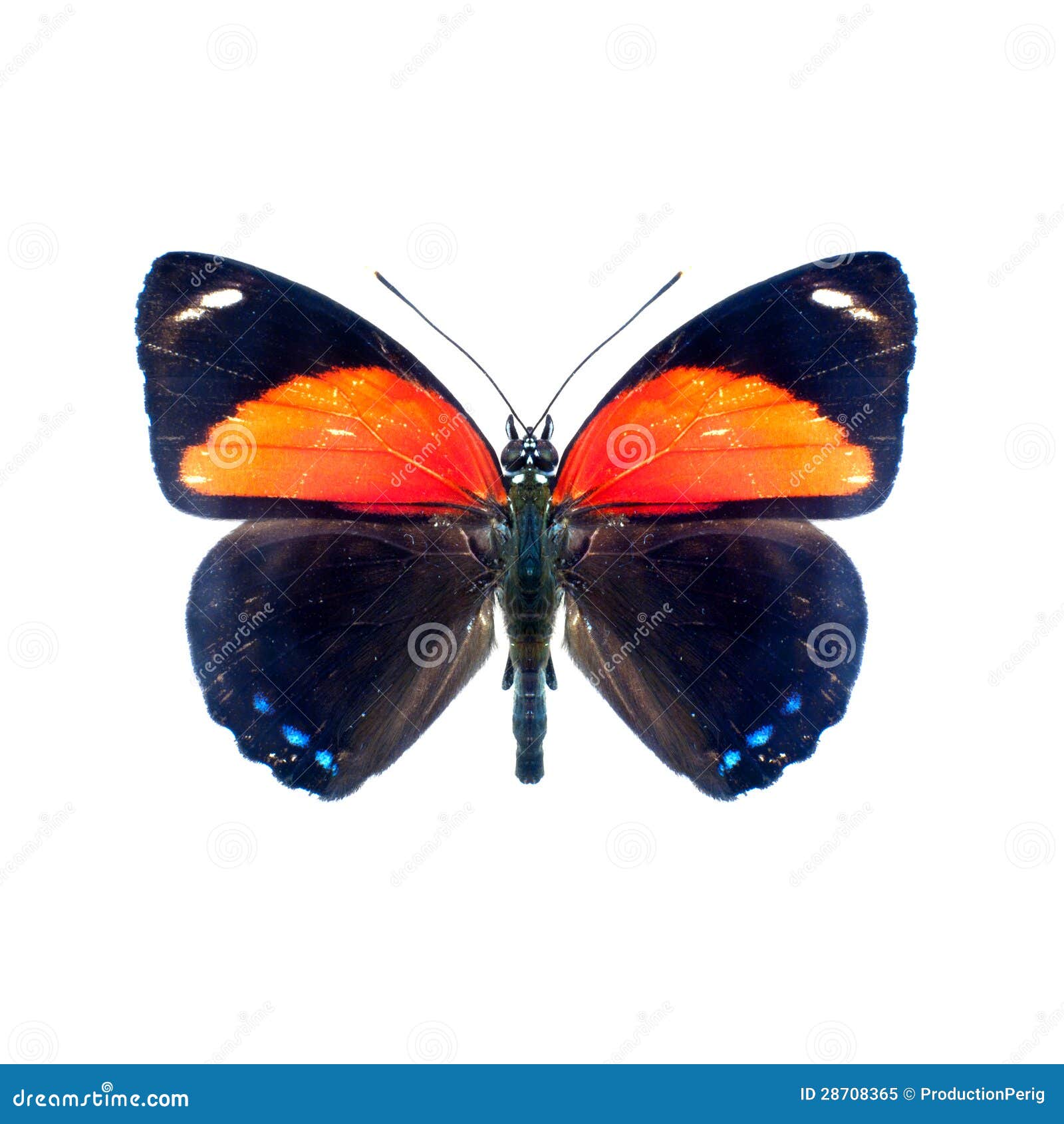 Butterfly on a White Background in High Definition Stock Image Image