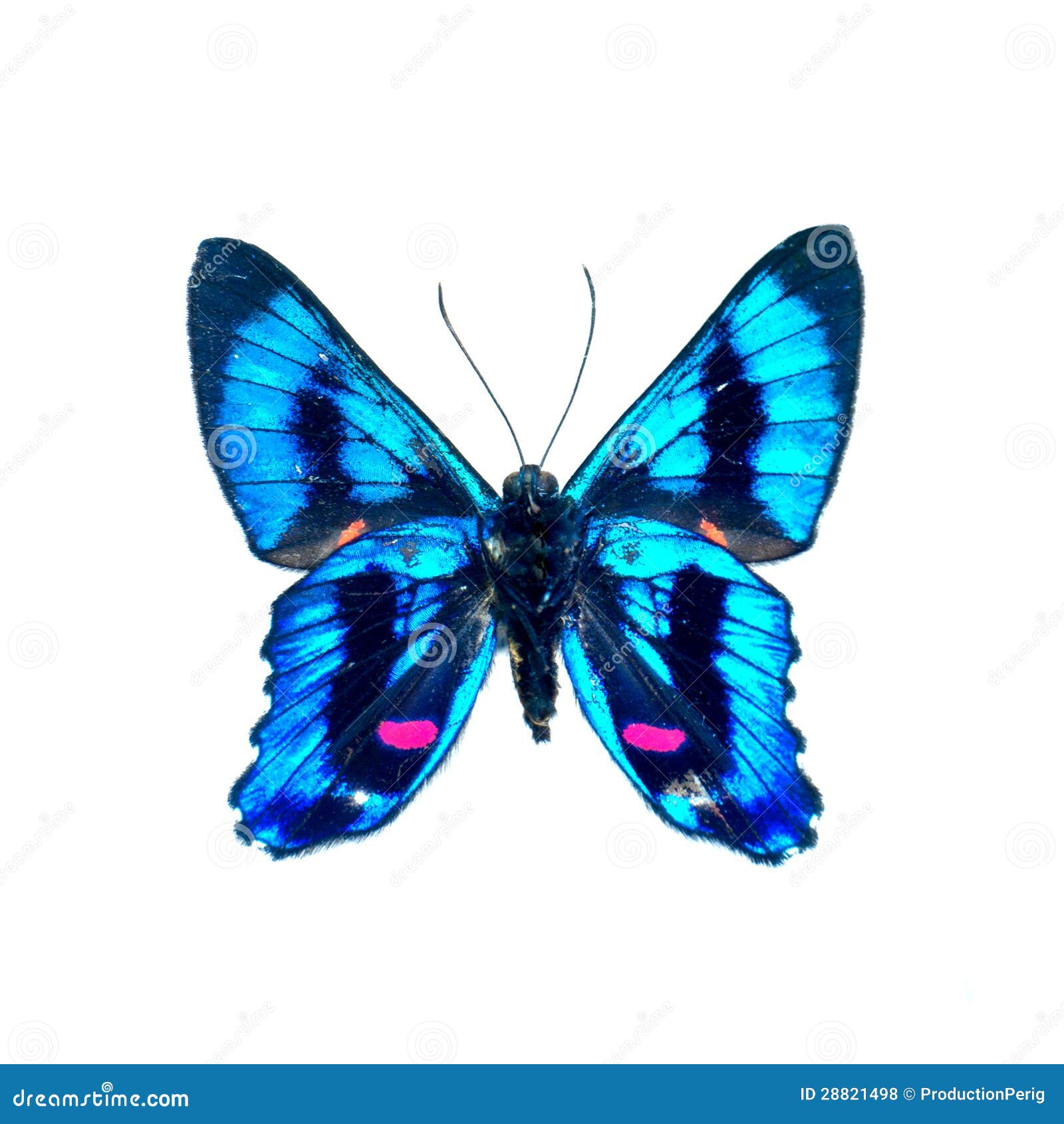 Butterfly on a White Background in High Definition Stock Photo Image