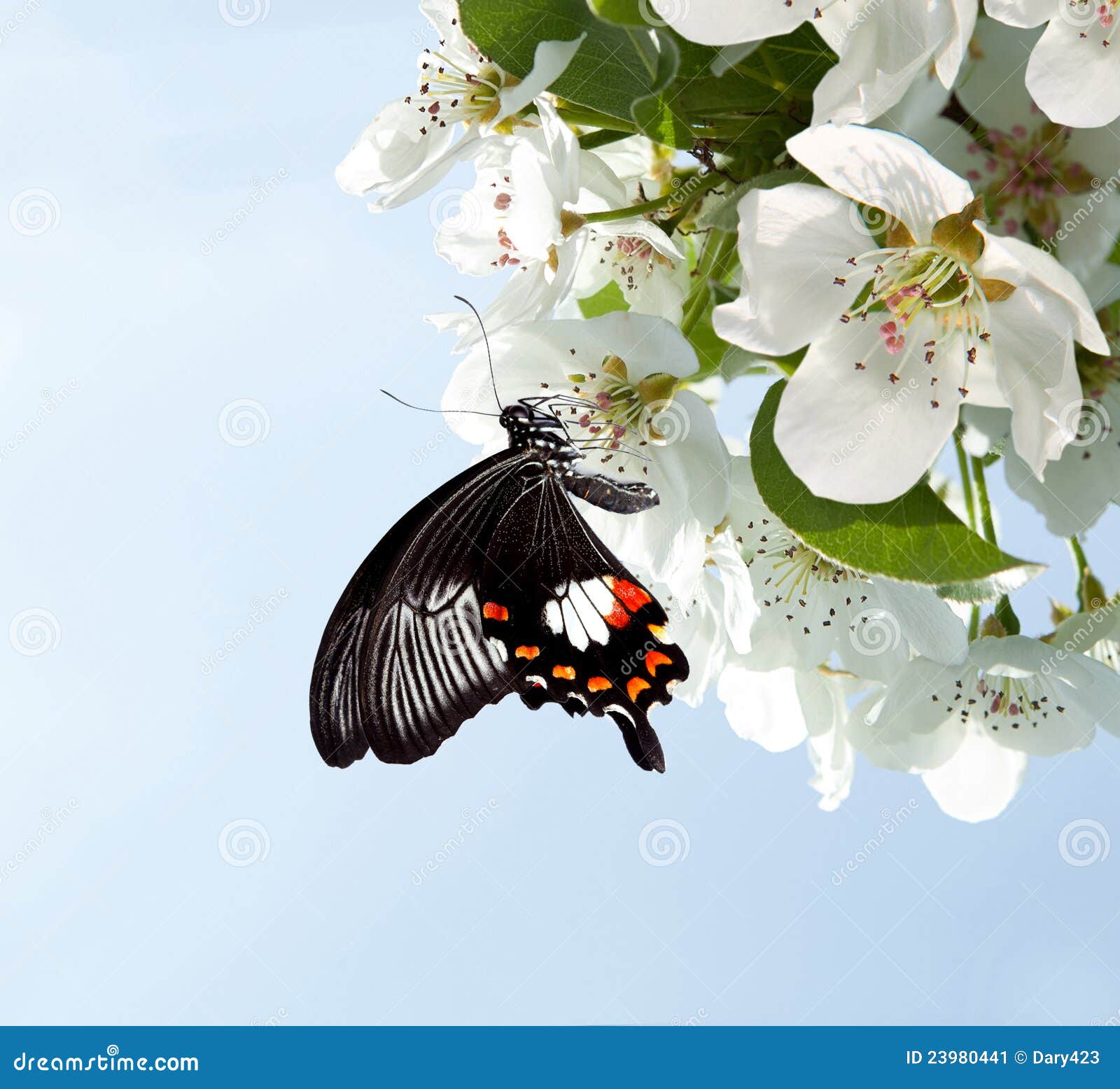 Butterfly on white flowers stock image. Image of scenic 23980441