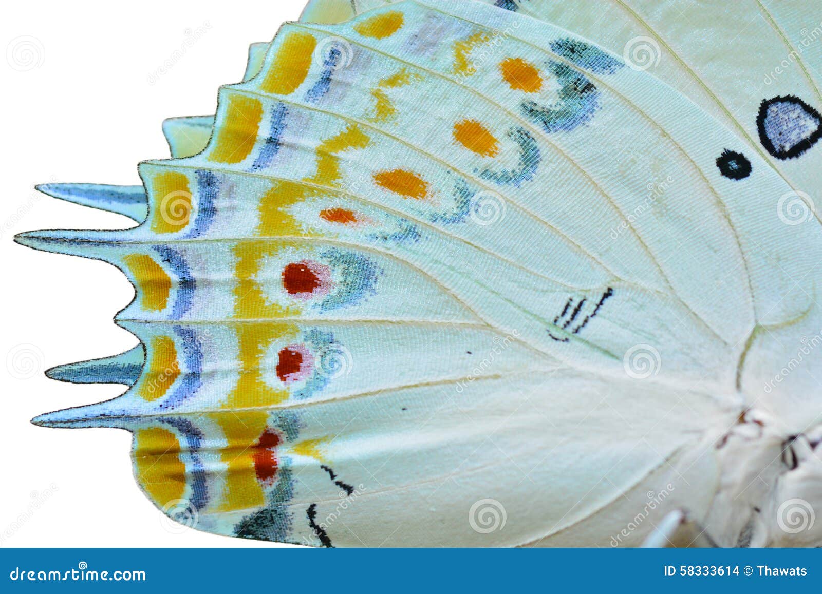 20 Rainbow Butterfly Wing Photos   Free & Royalty Free Stock ...