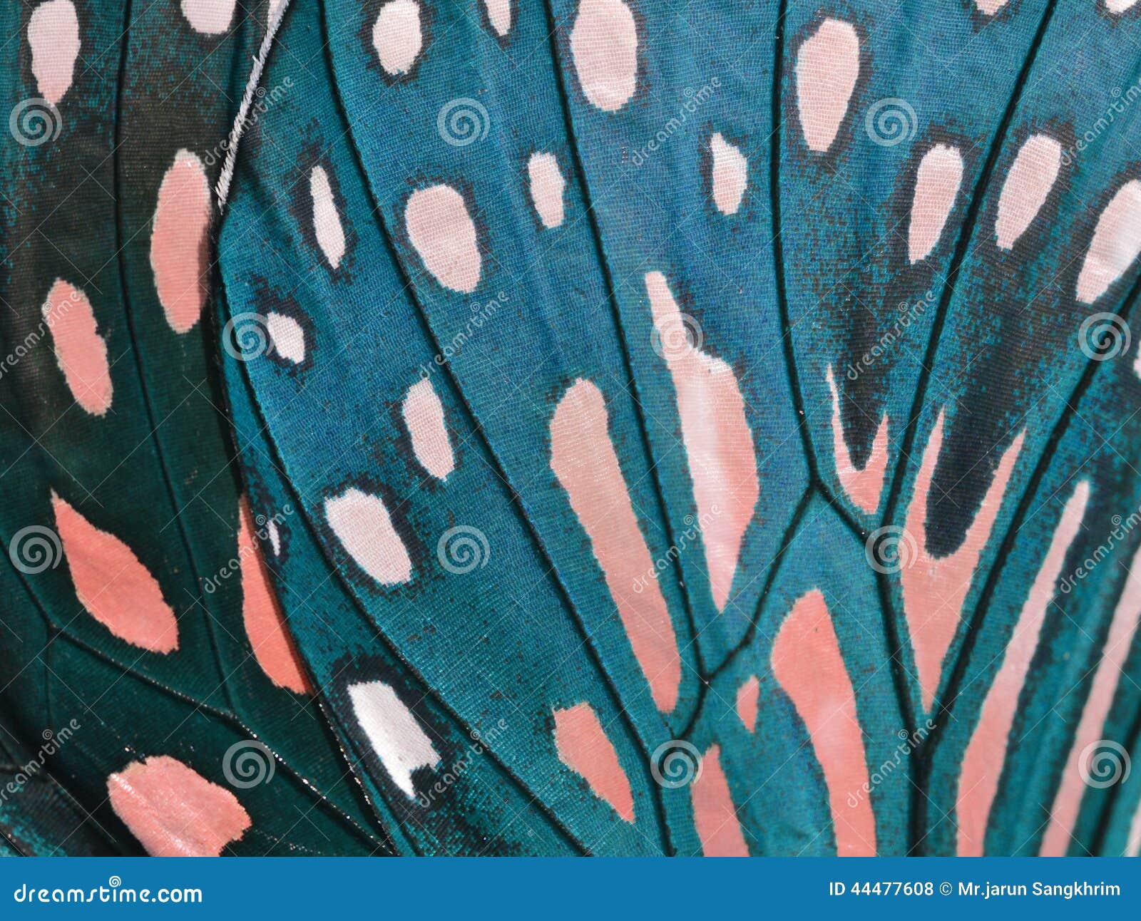 Butterfly Wing stock photo. Image of background, animal 44477608