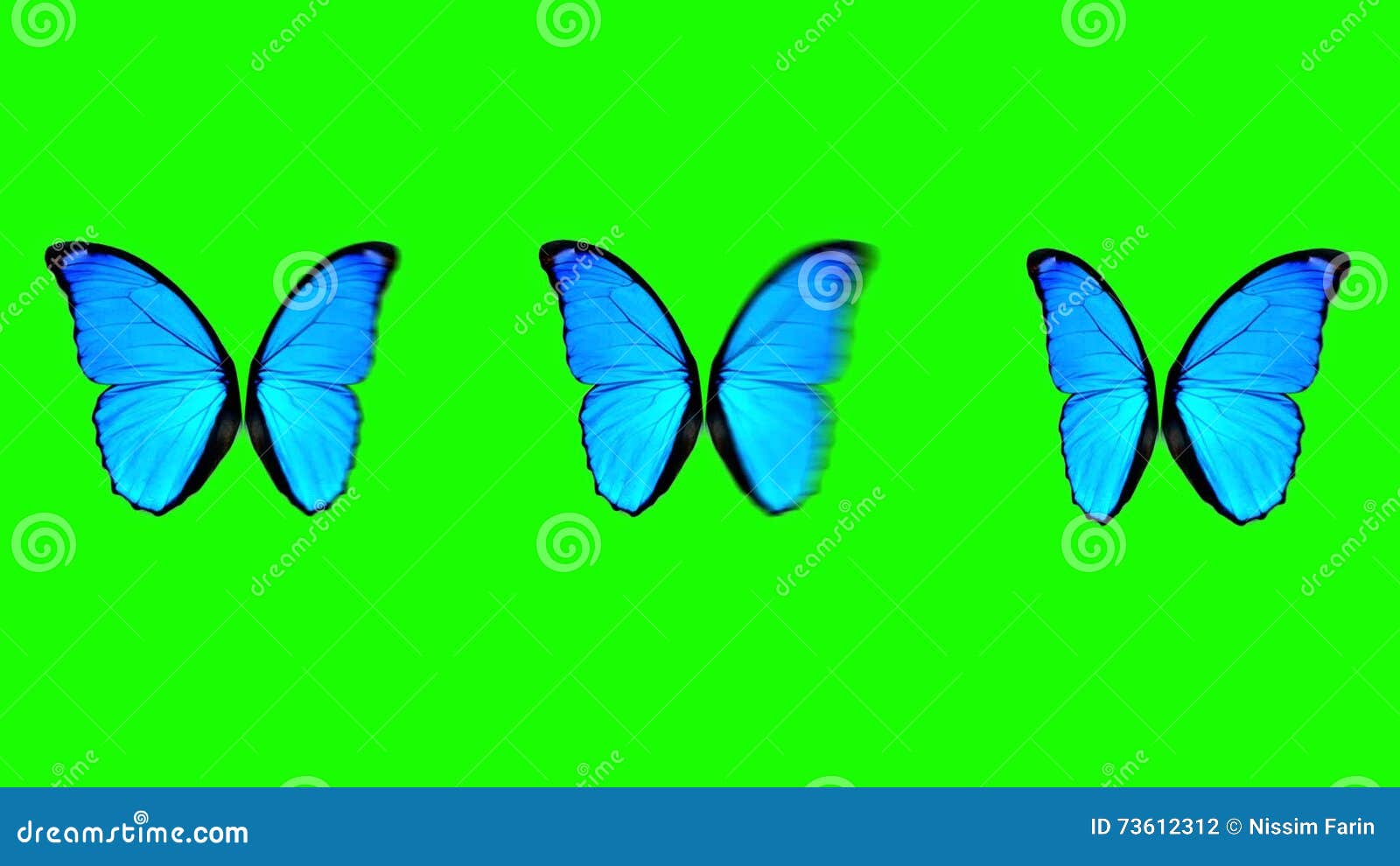 Solar Dancing Butterfly Moves Wings SpeedMotion 