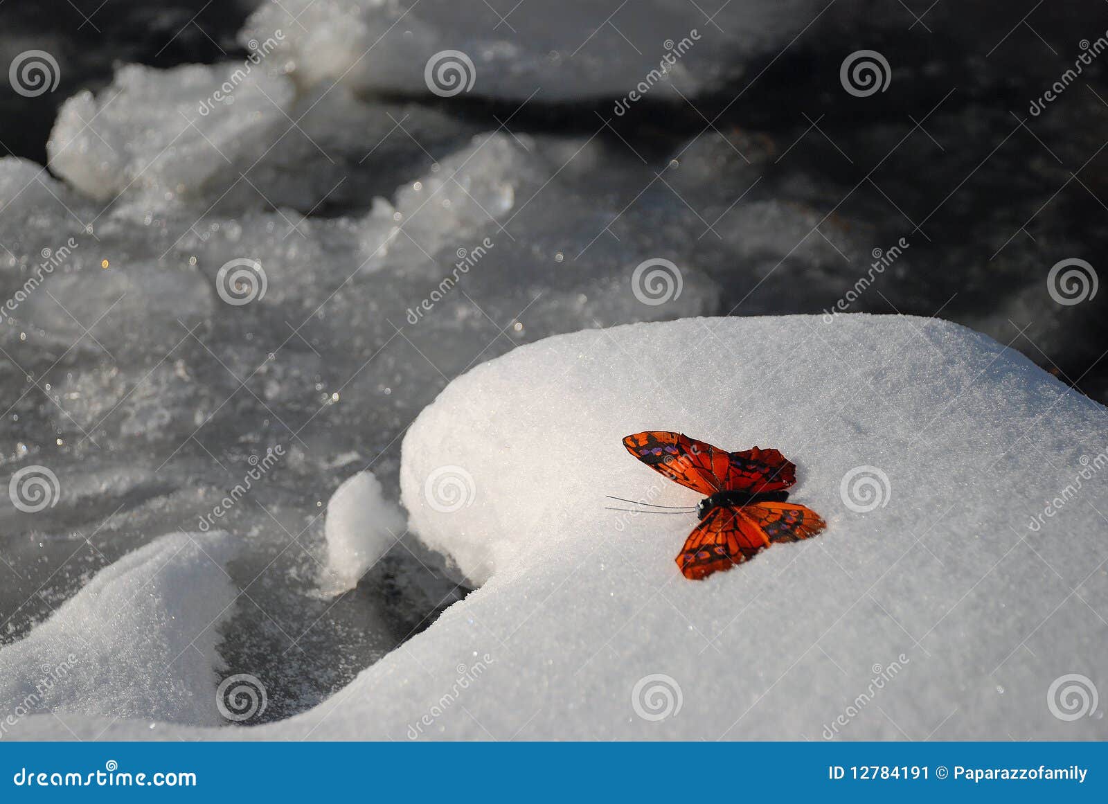 butterfly in winter