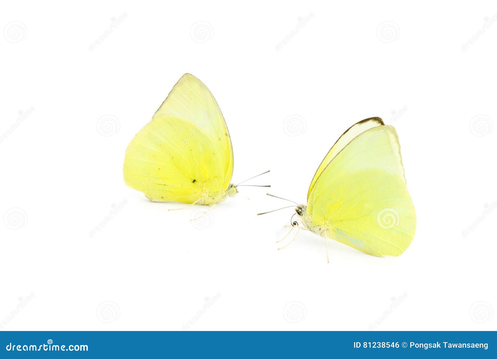 Butterfly Yellow by Thanhhà Lại Butterfly Yellow by Thanhhà Lại