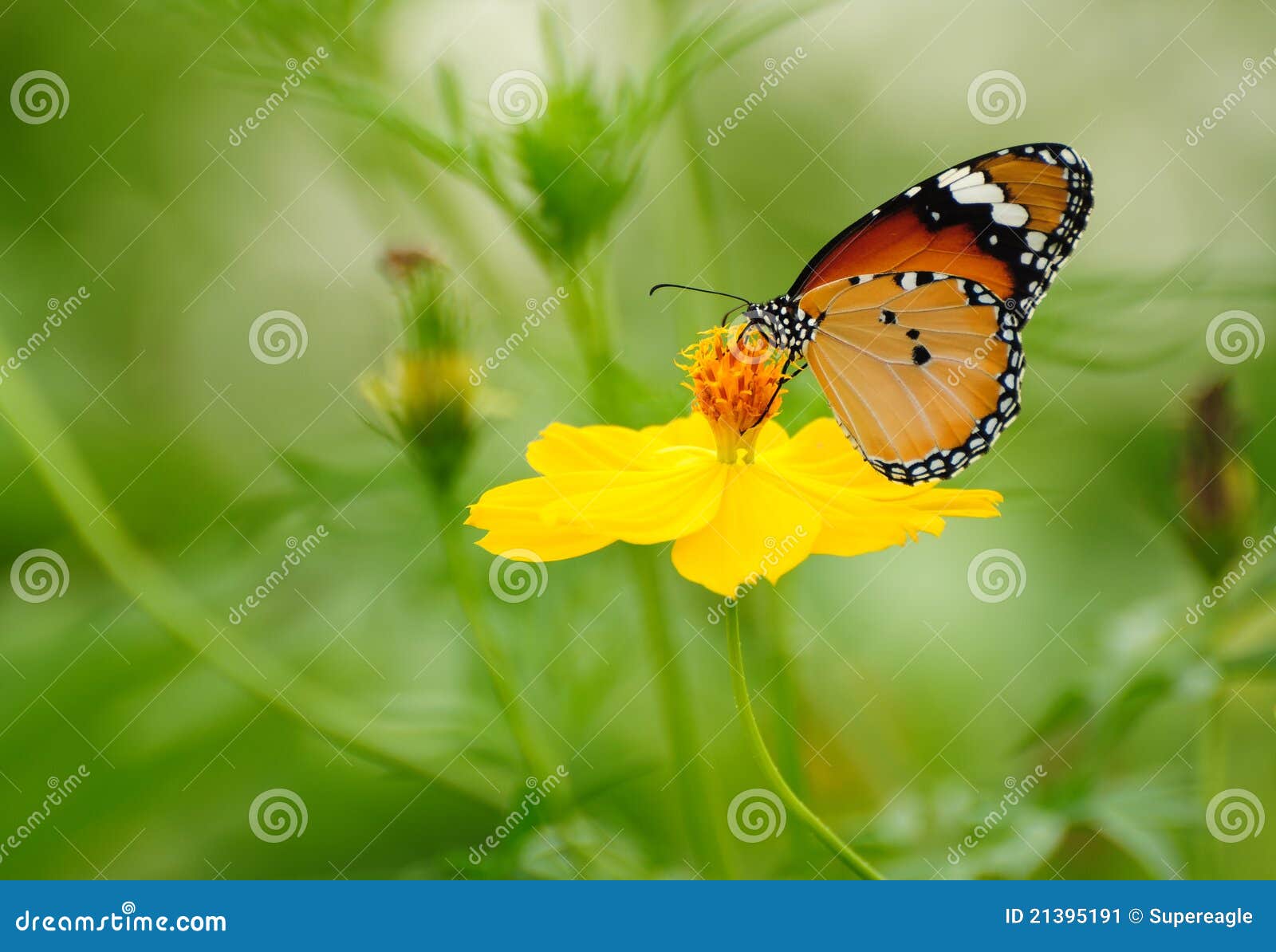 Butterfly on Yellow Cosmos Flower Stock Image Image of natural