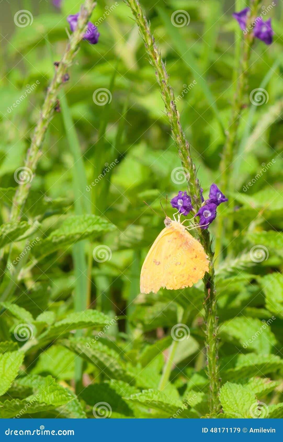 Butterfly stock image. Image of yellow, flower, eats 48171179