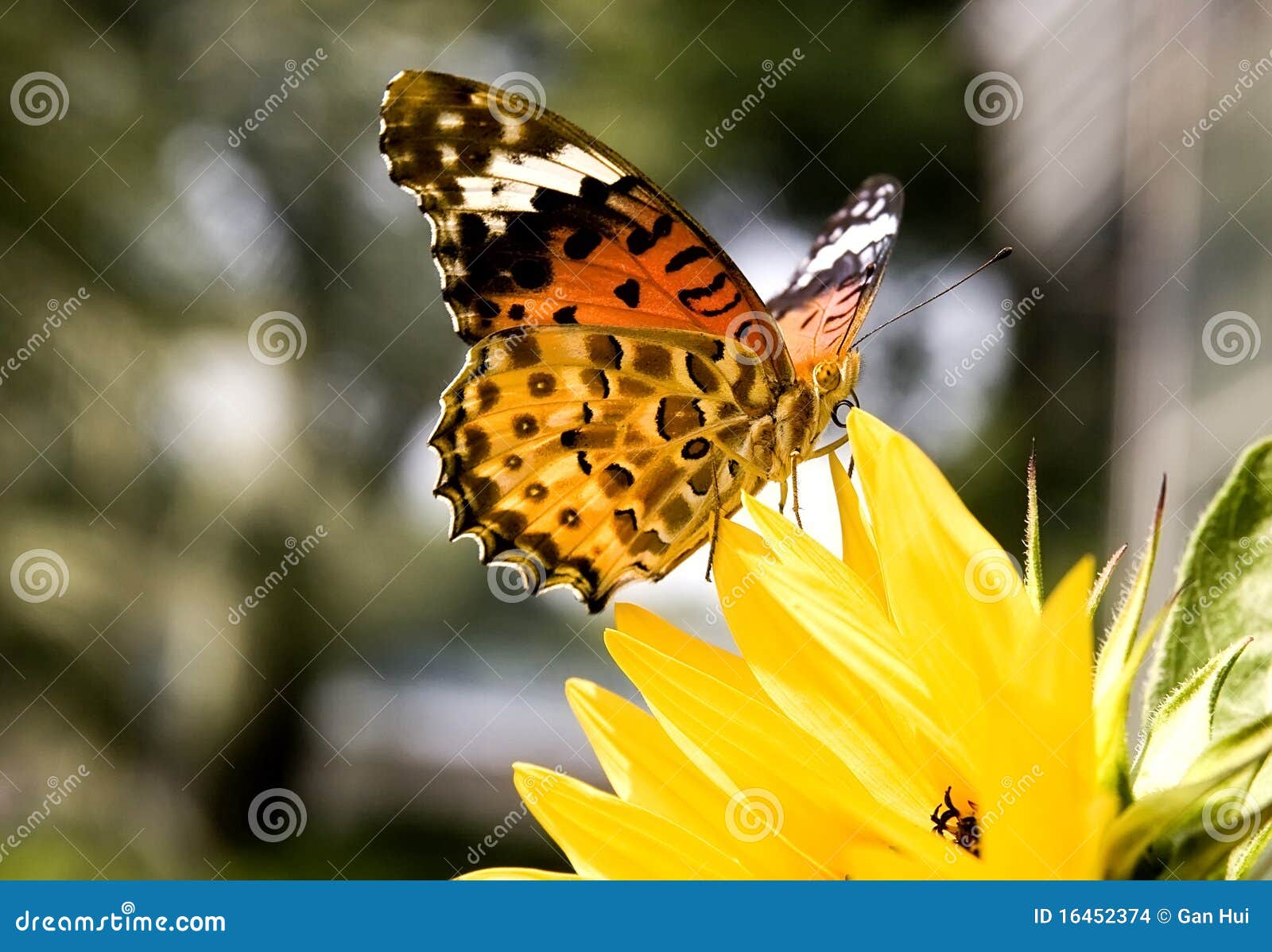 Butterfly on yellow flower stock photo. Image of insect 16452374
