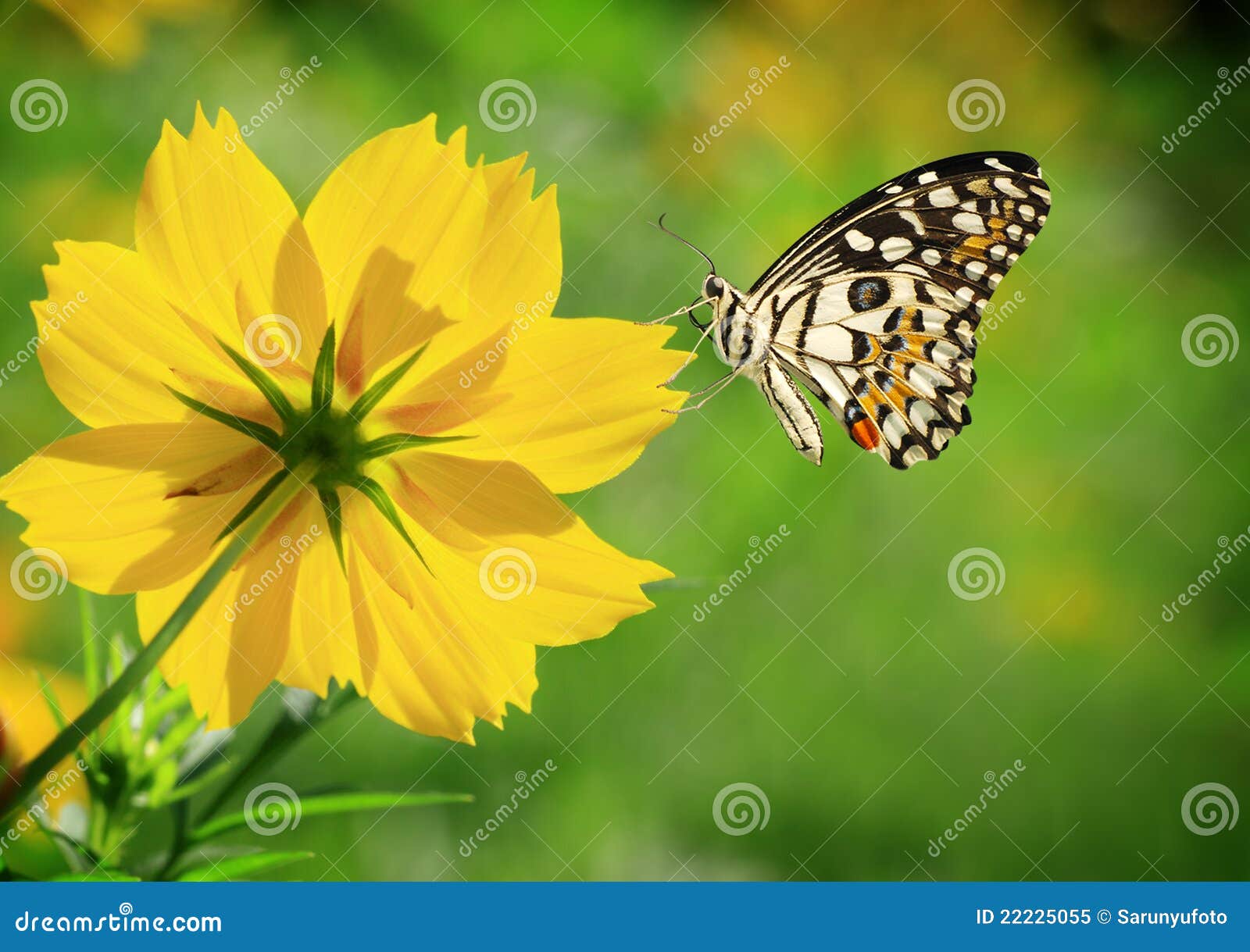 Butterfly and Yellow Flower Stock Image Image of flower, nature 22225055