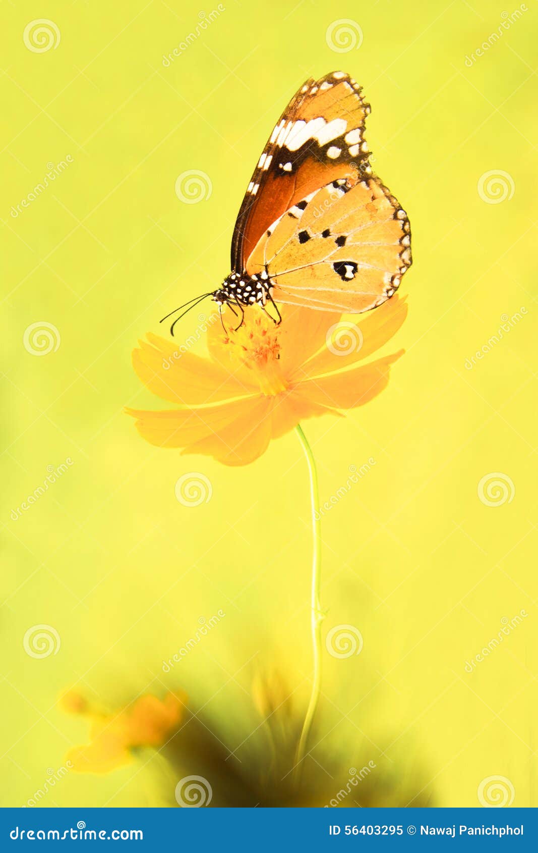 Butterfly and Yellow Flower Stock Image Image of nature, demodocus