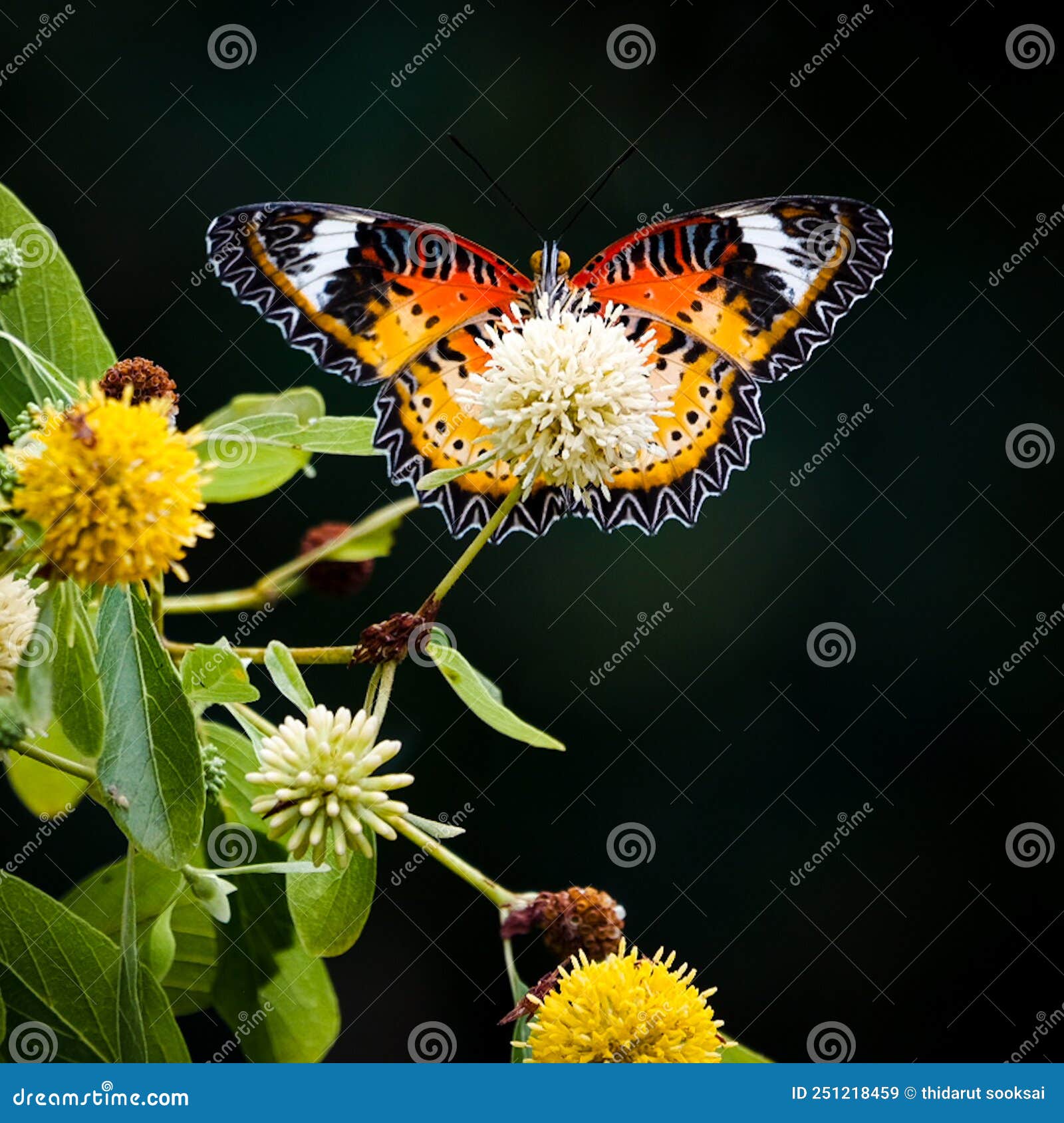 Butterfly with Yellow Flower.nature Stock Image Image of butterfly