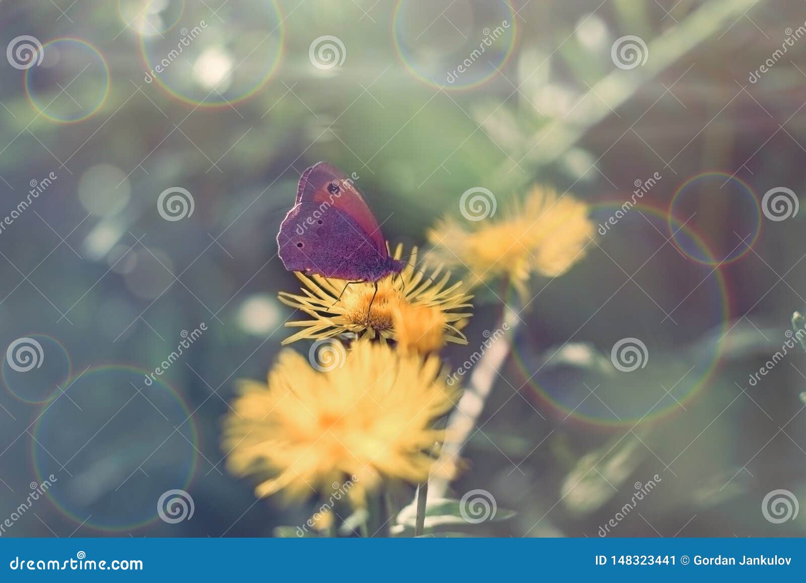 butterfly on yellow flower, purple butterfly colecting polen and nectar