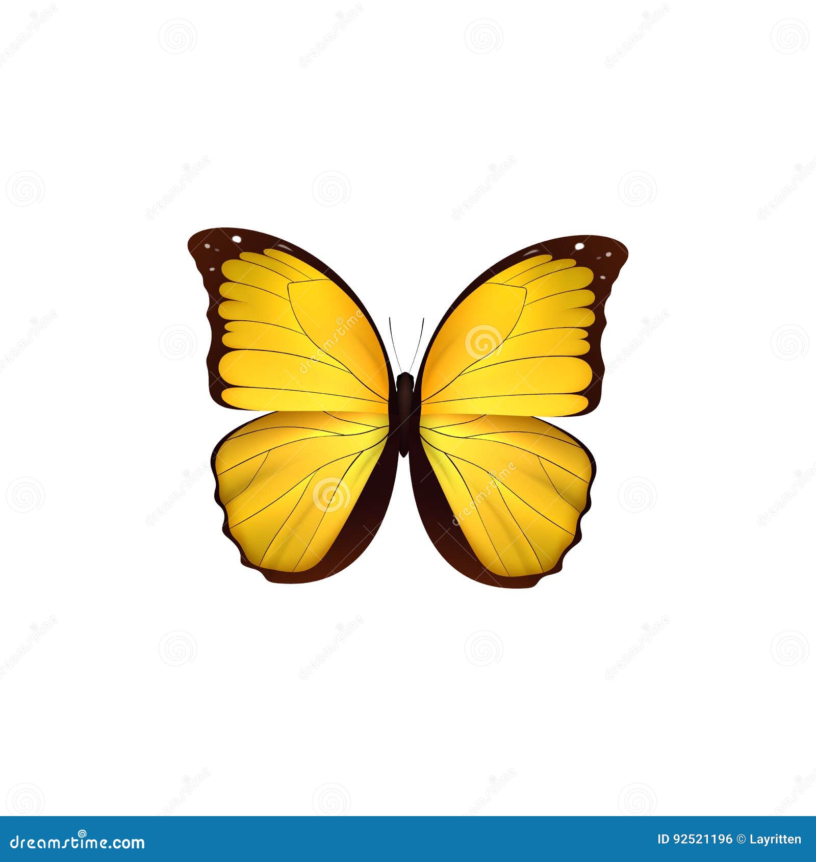 butterfly yellow  on white background. butterflies insects lepidoptera morpho amathonte.