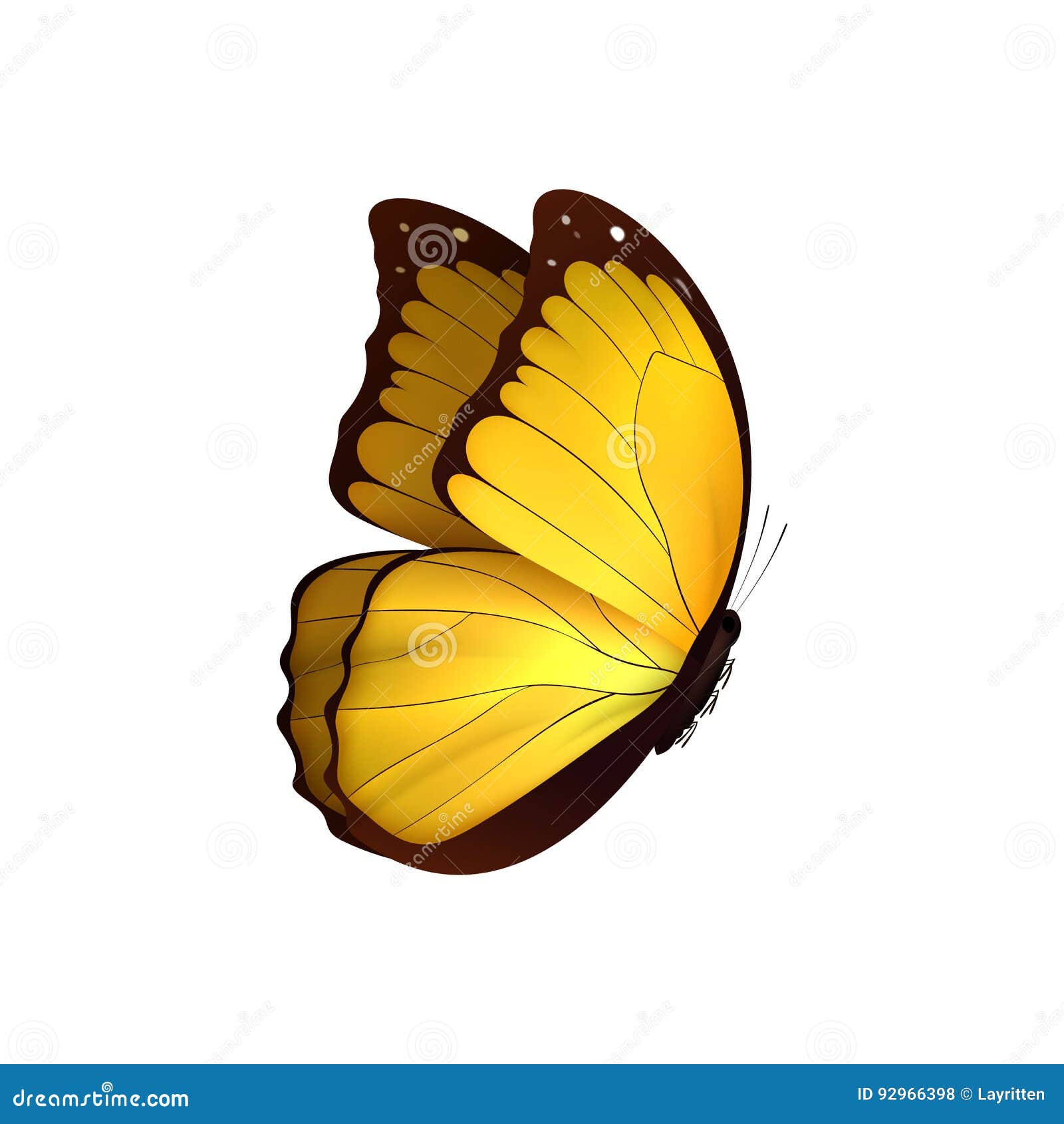 butterfly yellow  on white background. butterflies insects lepidoptera morpho amathonte.