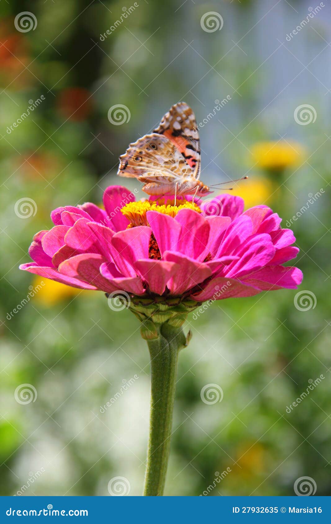 butterfly on zinnia flower