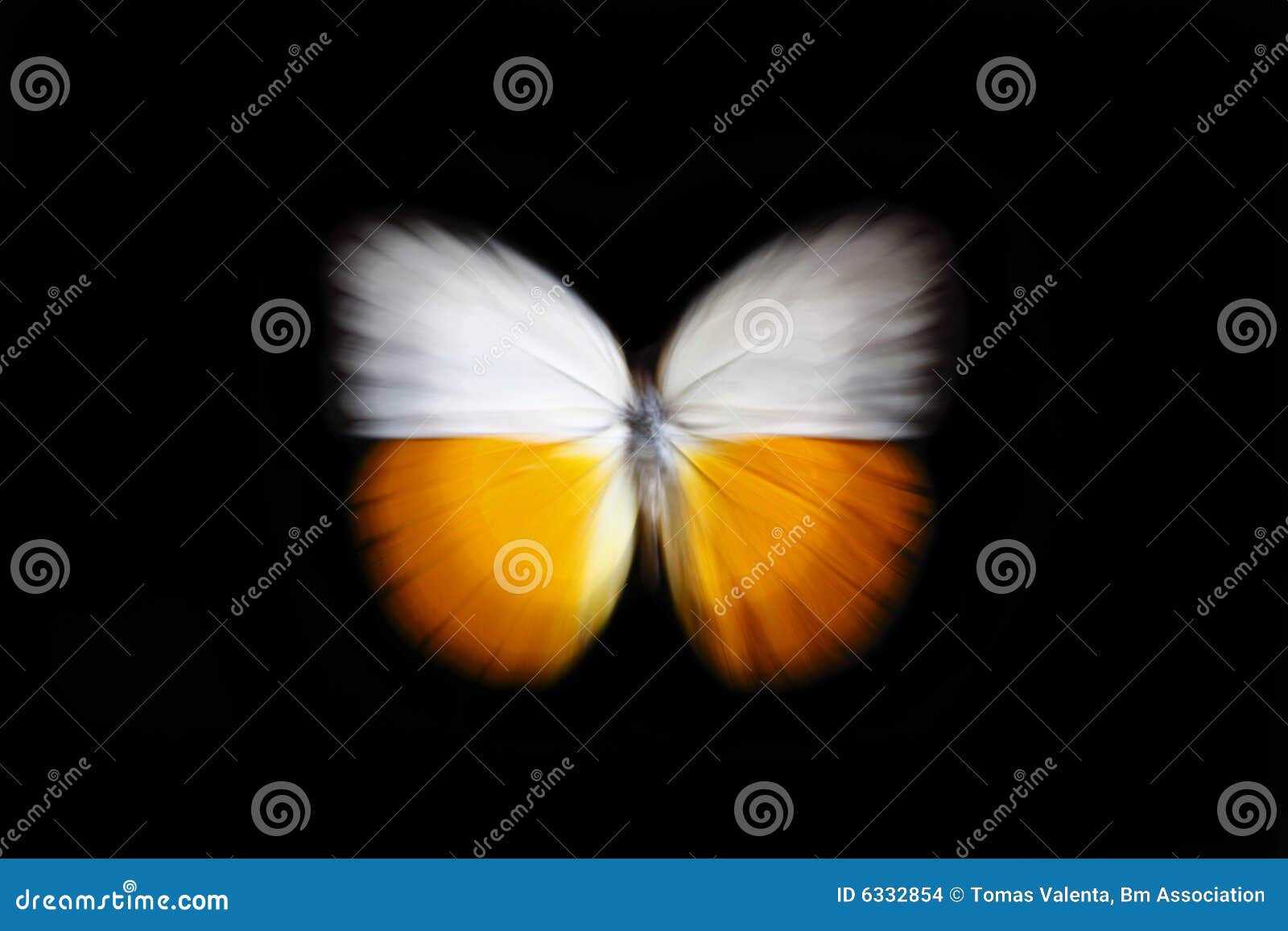 Butterfly zoom stock photo. Image of beauty, black, butterfly - 6332854
