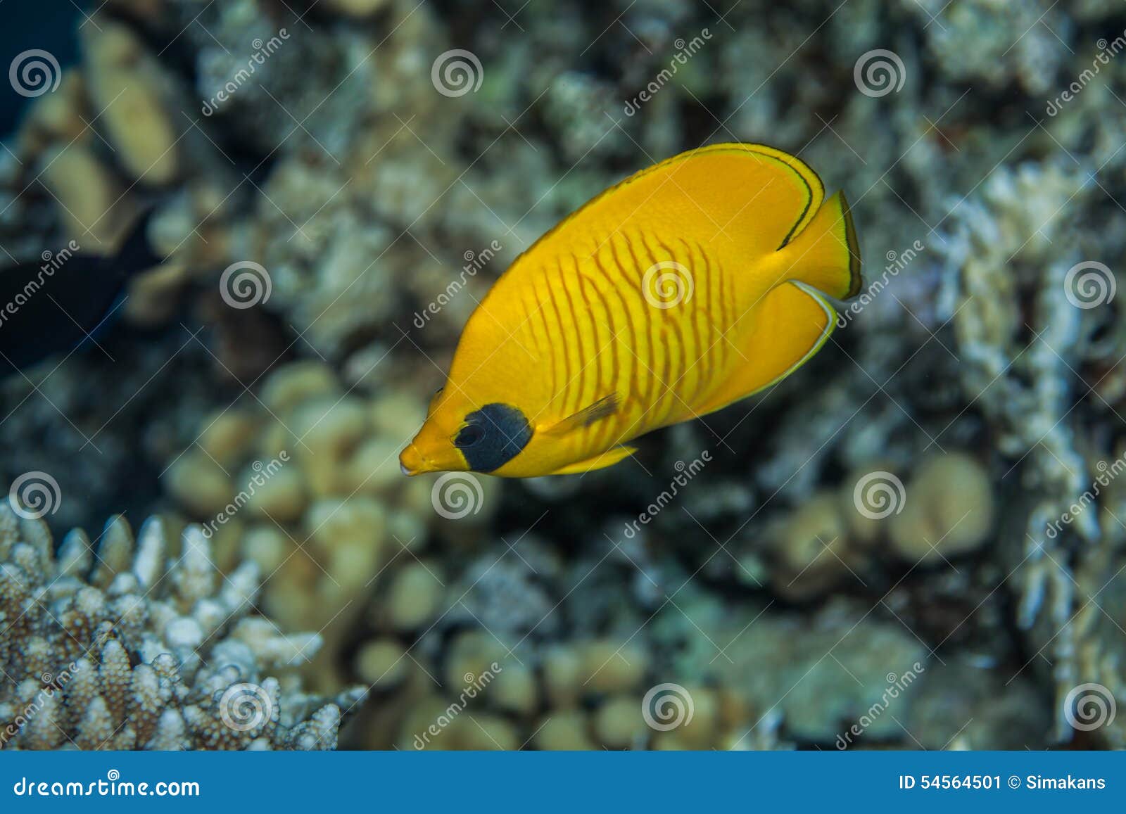 Butterflyfish swiminng dichtbij de steenmuur van Rood Overzees koraalrif