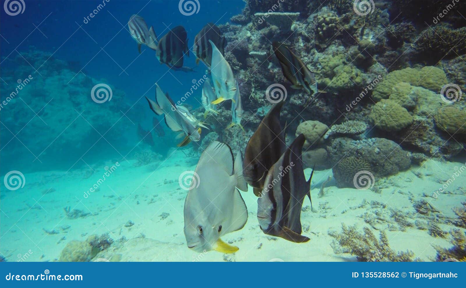 Butterflyfish, Bannerfish and Reef Fish Eating Jellyfish Stock Photo