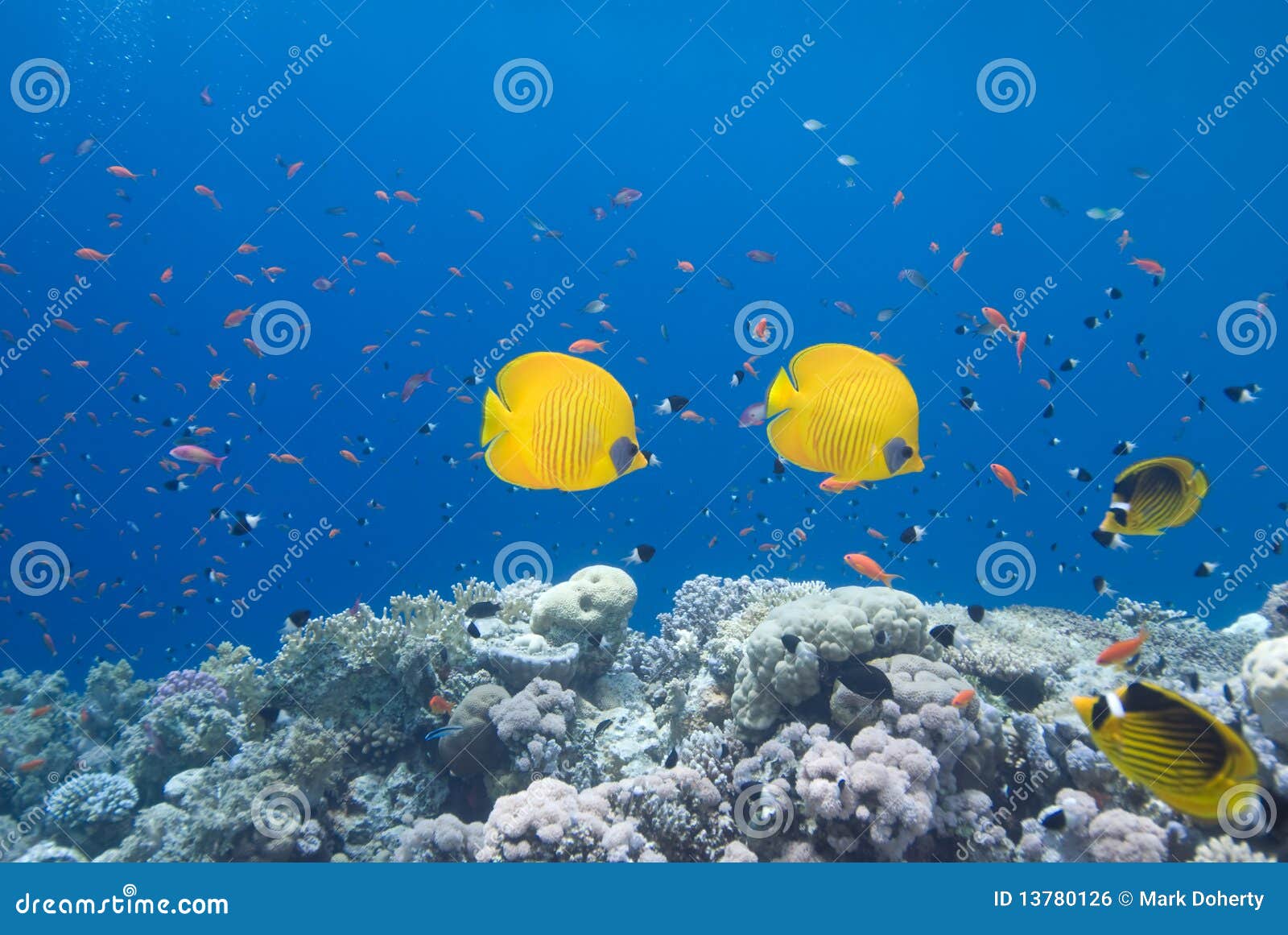 Butterflyfish And Coral Reef Stock Photo - Image of photography ...